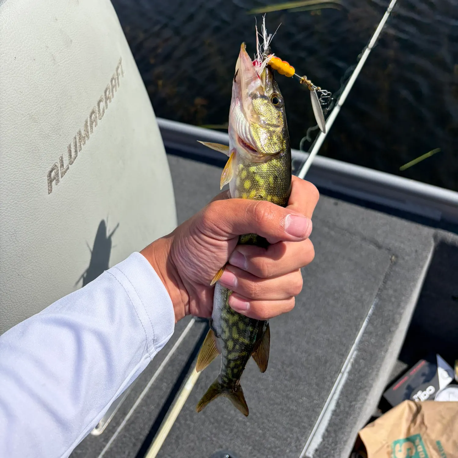 Chain pickerel caught on Fishbrain