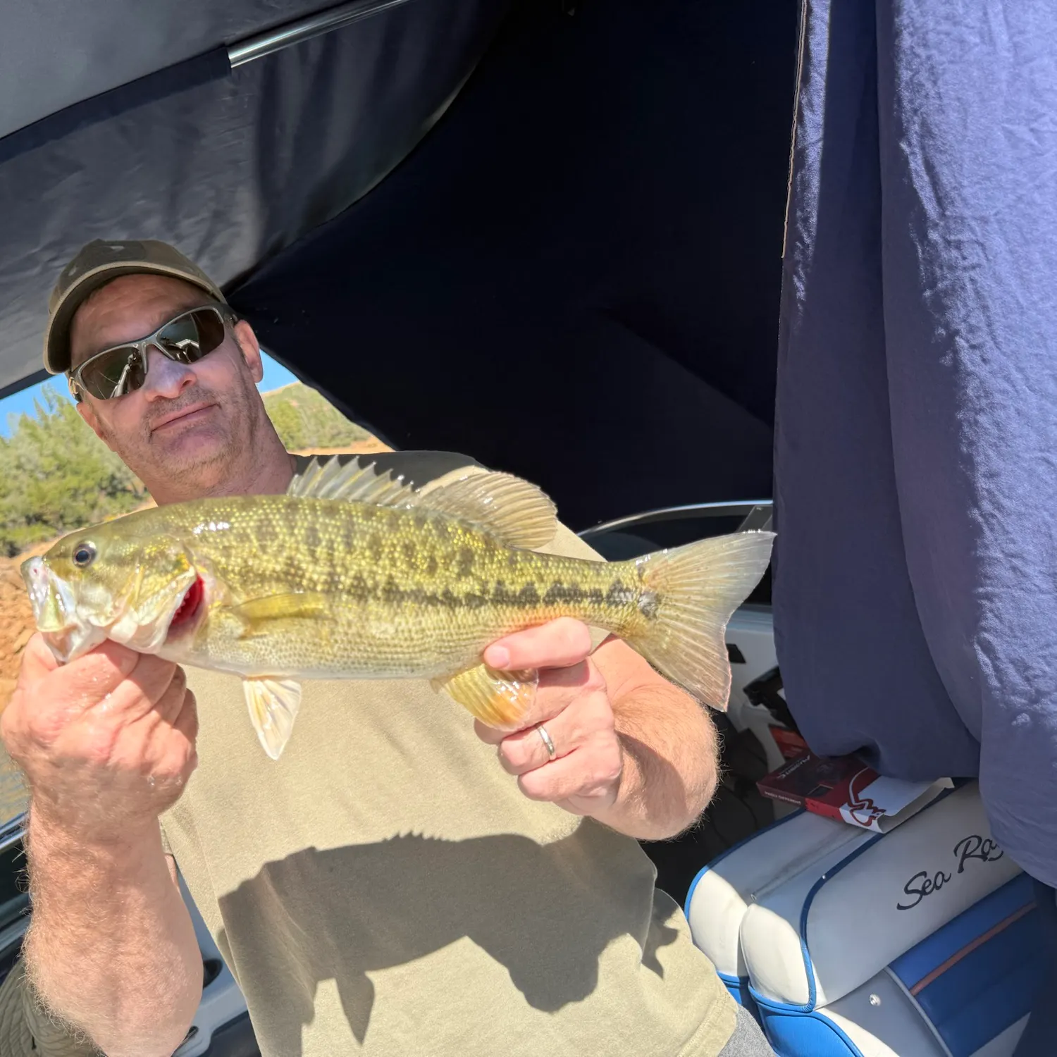 Spotted bass caught on Fishbrain