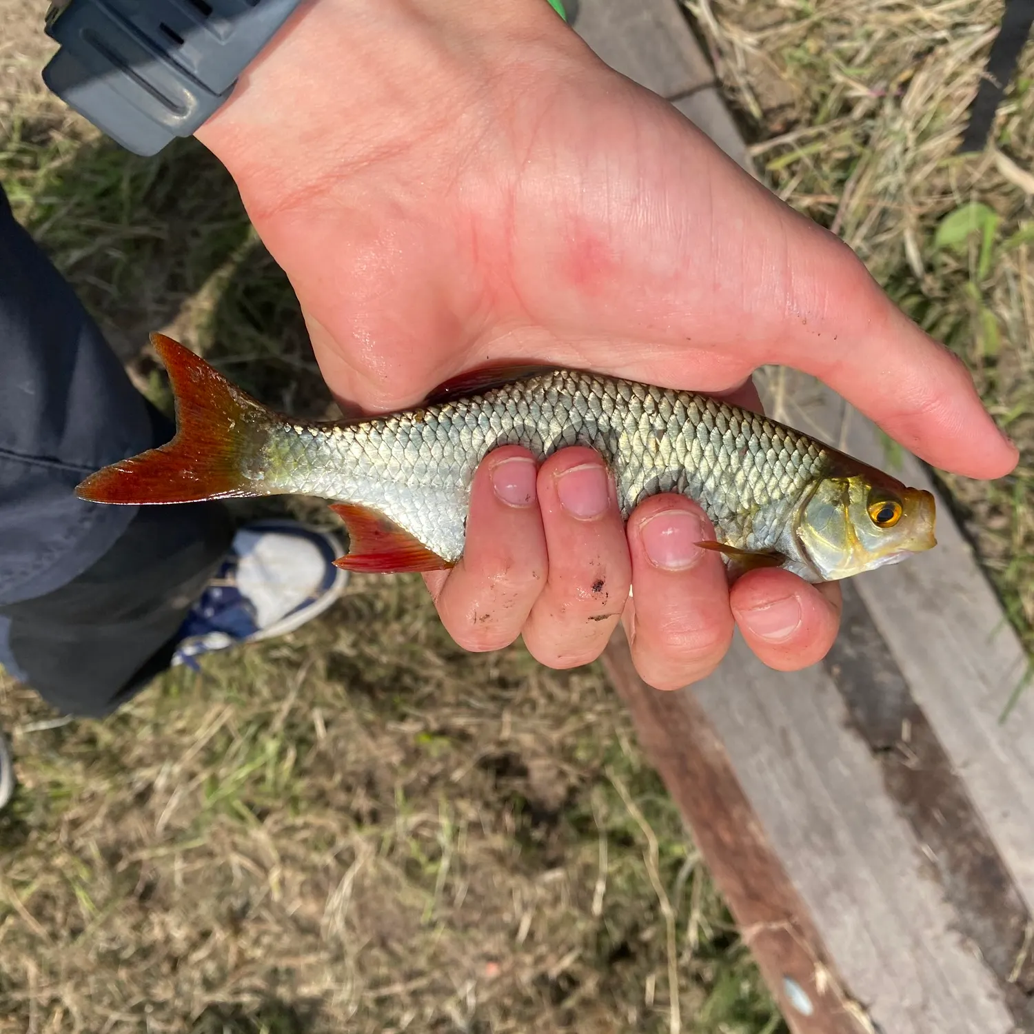 Common rudd caught on Fishbrain