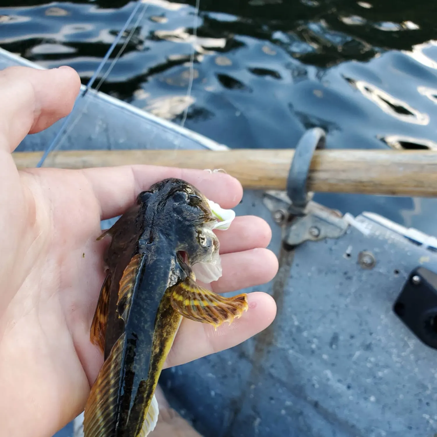 Pacific staghorn sculpin caught on Fishbrain