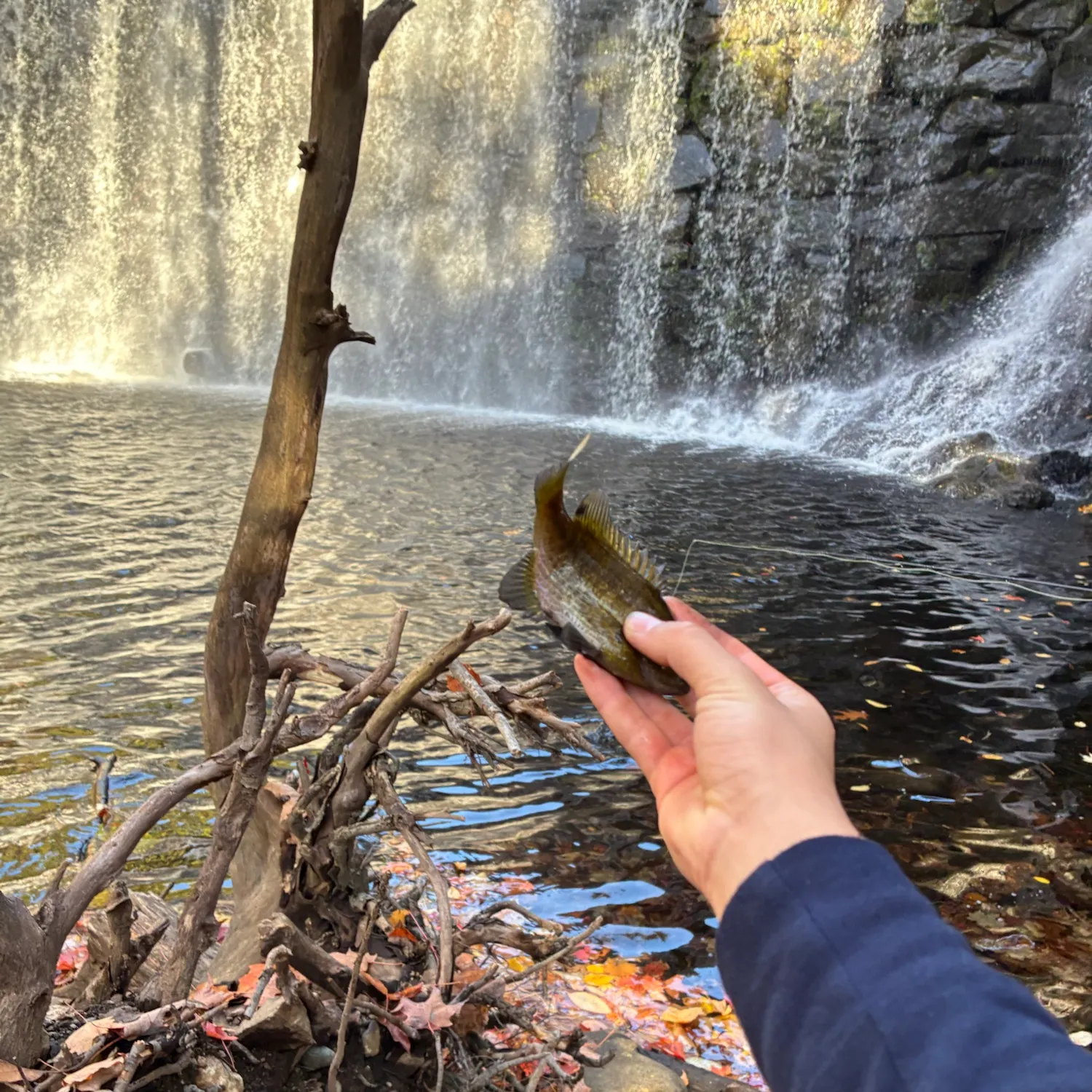 Bluegill caught on Fishbrain