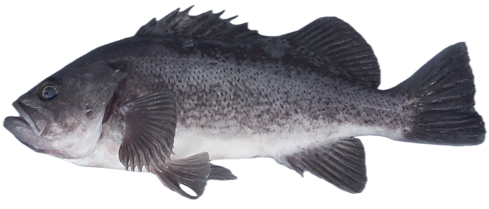 Black rockfish
