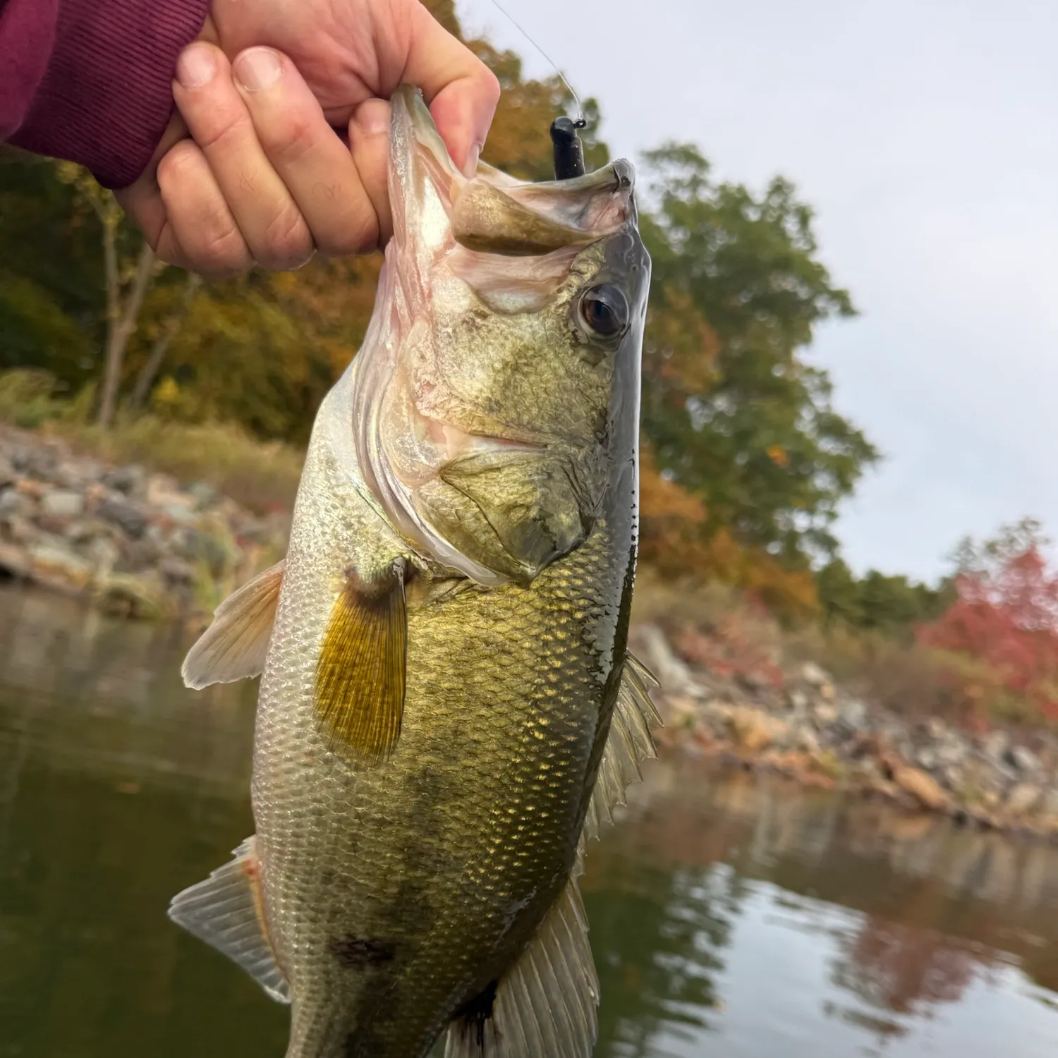 Largemouth bass caught on Fishbrain