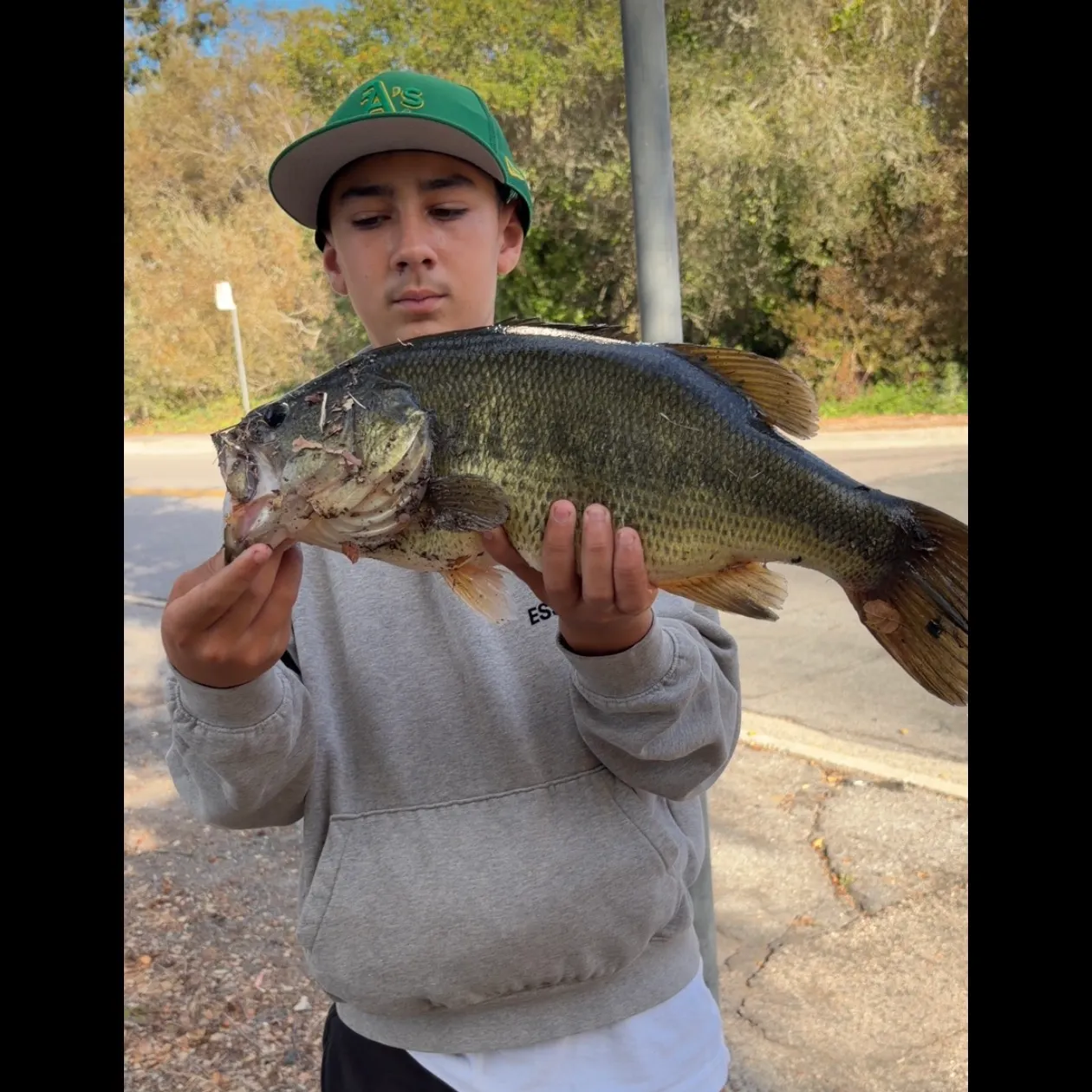 Largemouth bass caught on Fishbrain