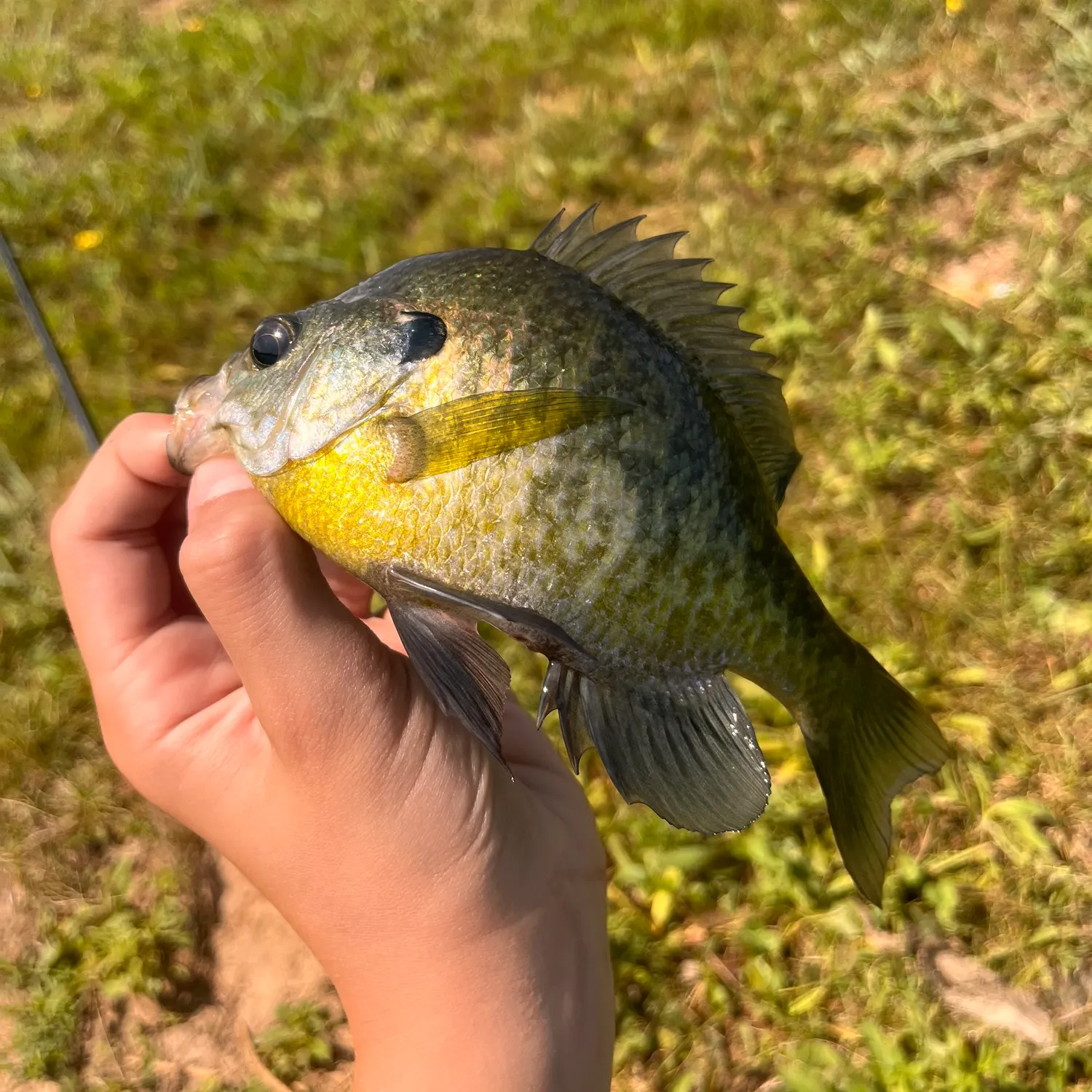 Bluegill caught on Fishbrain