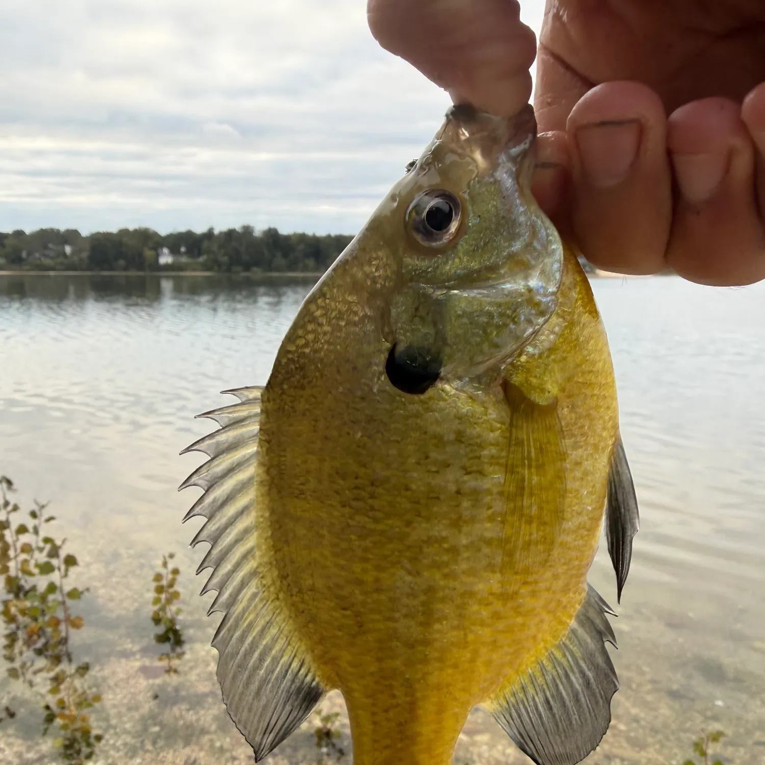 Bluegill caught on Fishbrain