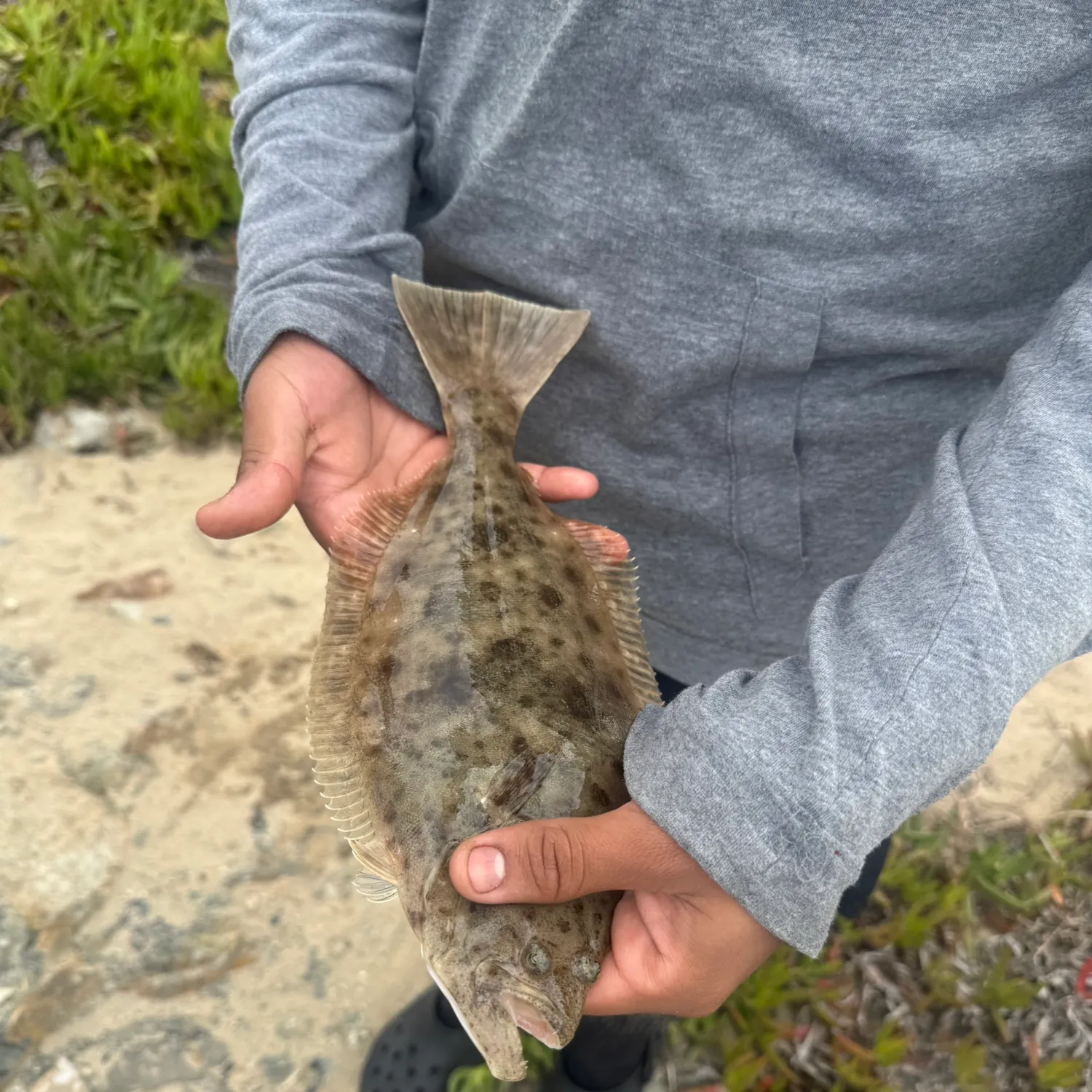 California halibut caught on Fishbrain