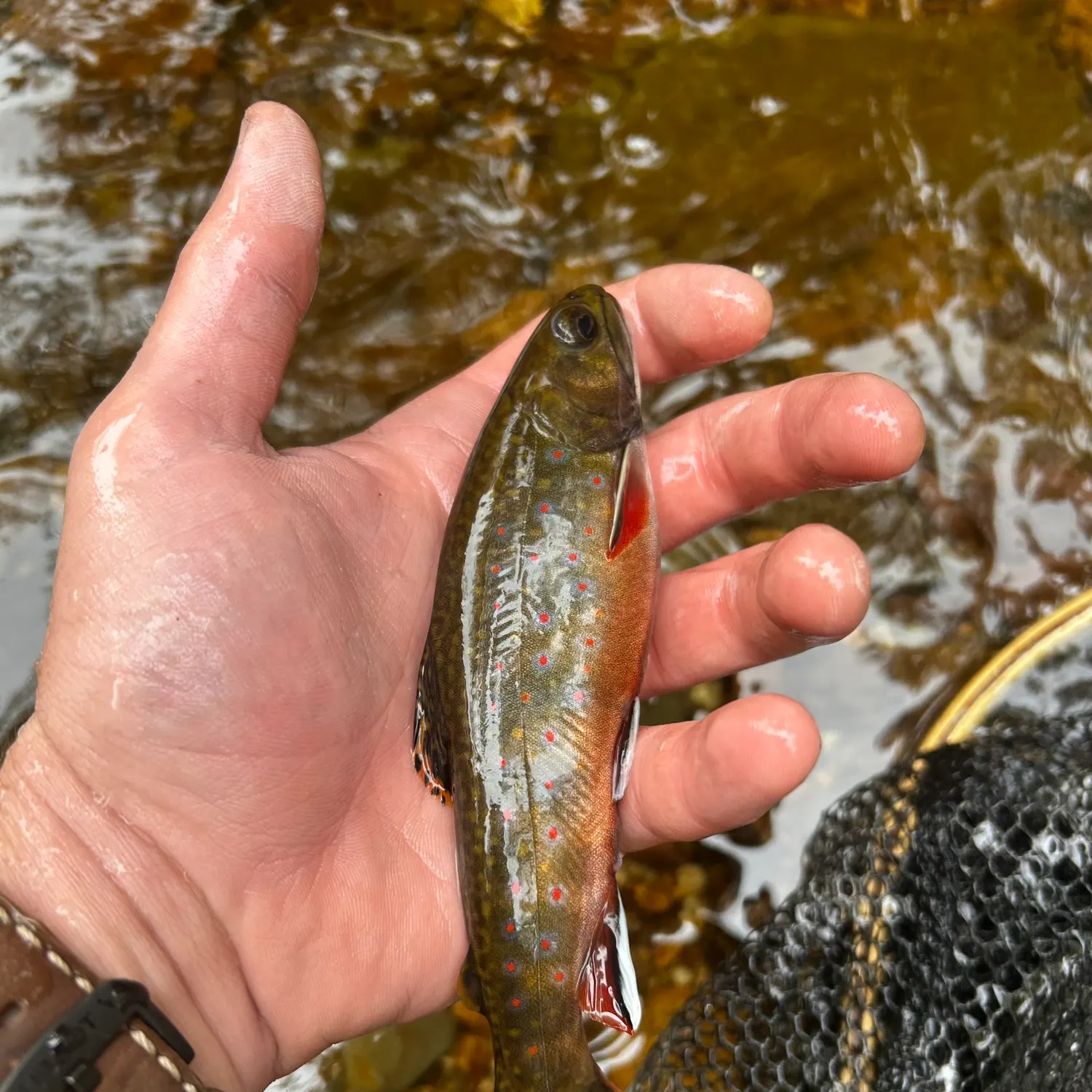 Brook trout caught on Fishbrain