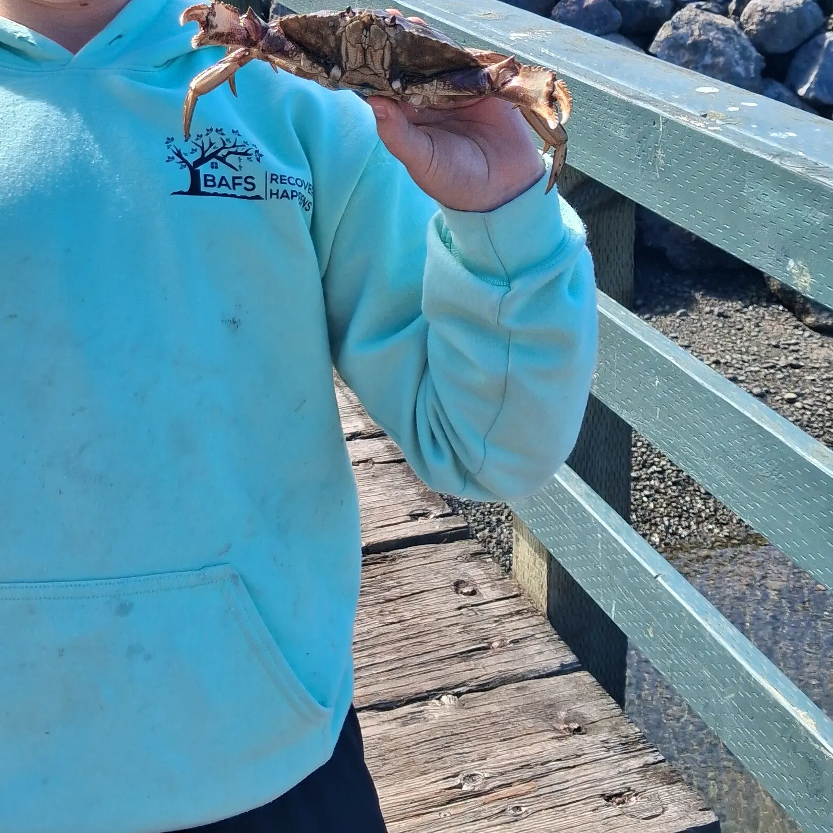 Dungeness crab caught on Fishbrain