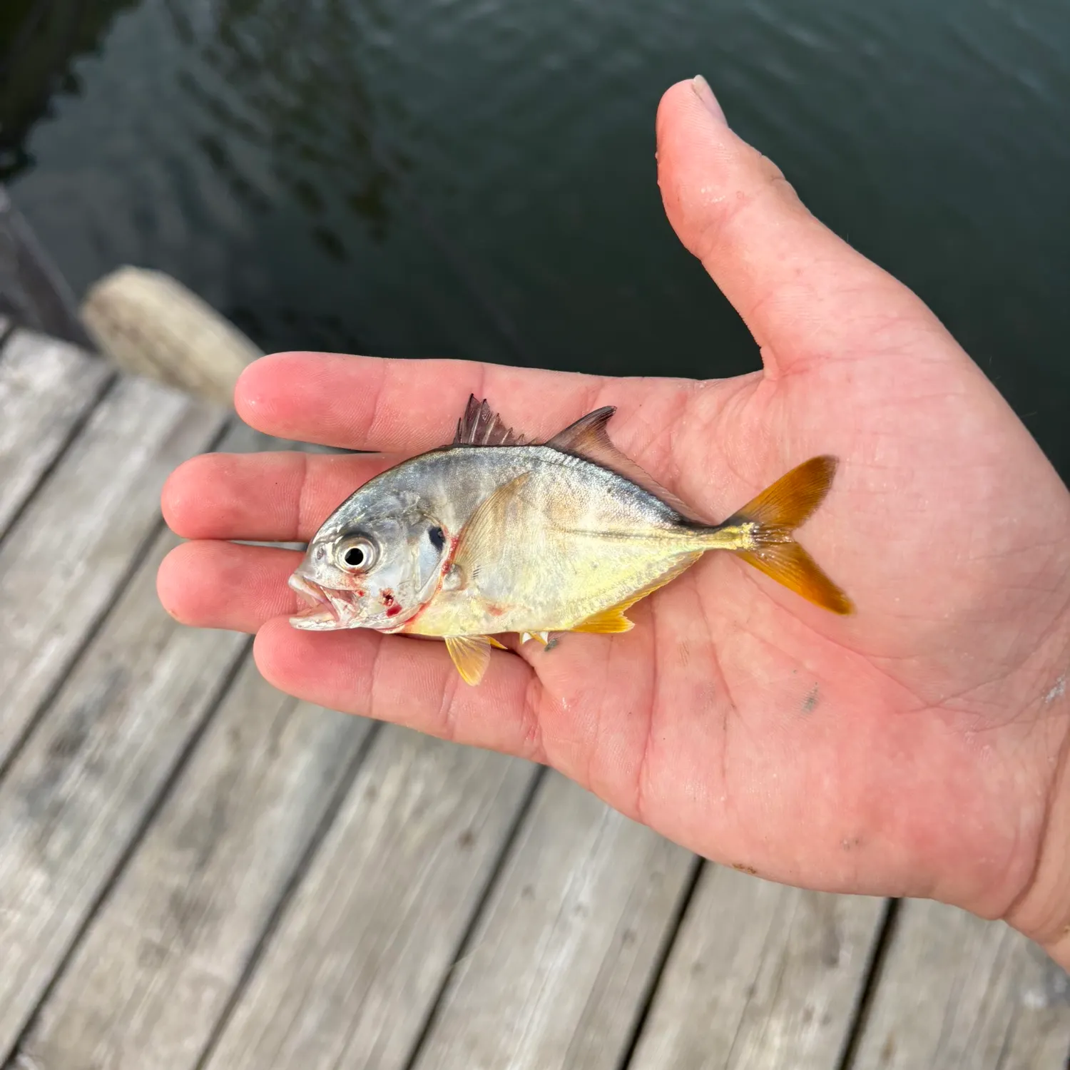 Crevalle jack caught on Fishbrain