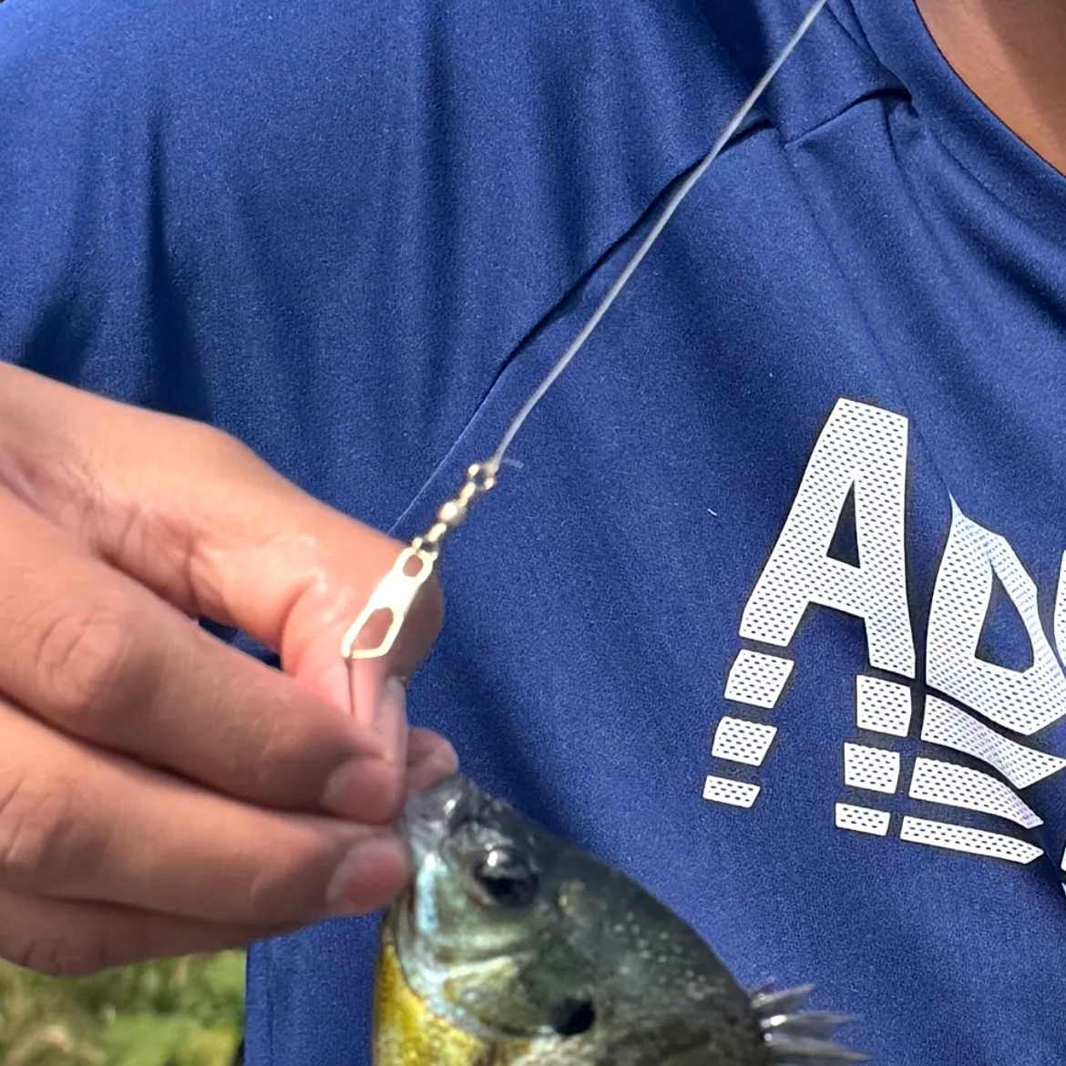 Bluegill caught on Fishbrain