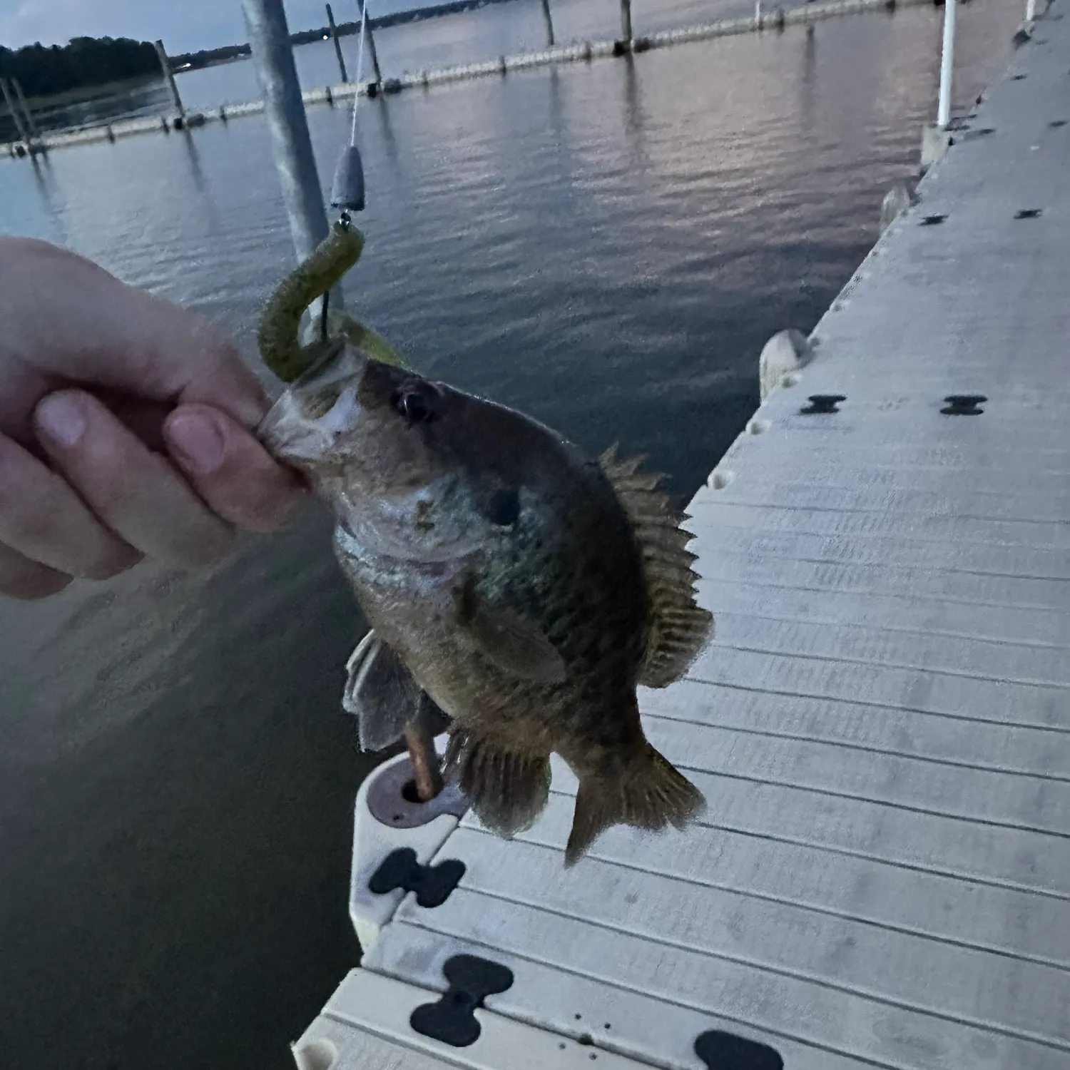 Warmouth caught on Fishbrain