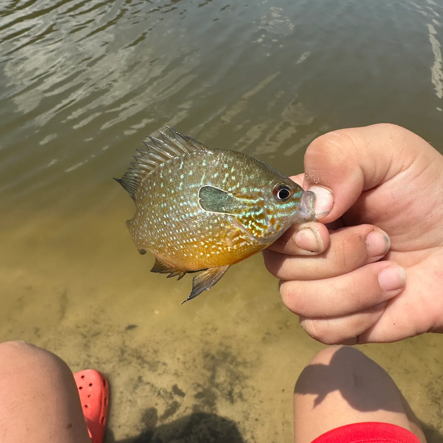 Longear sunfish caught on Fishbrain