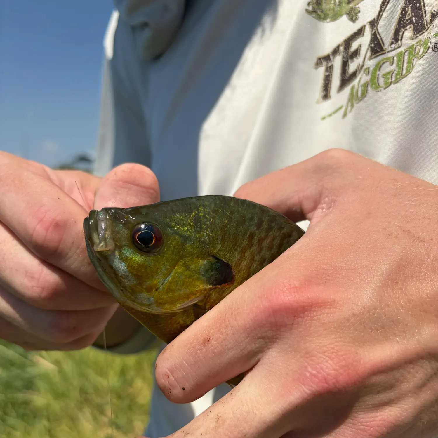 Bluegill caught on Fishbrain