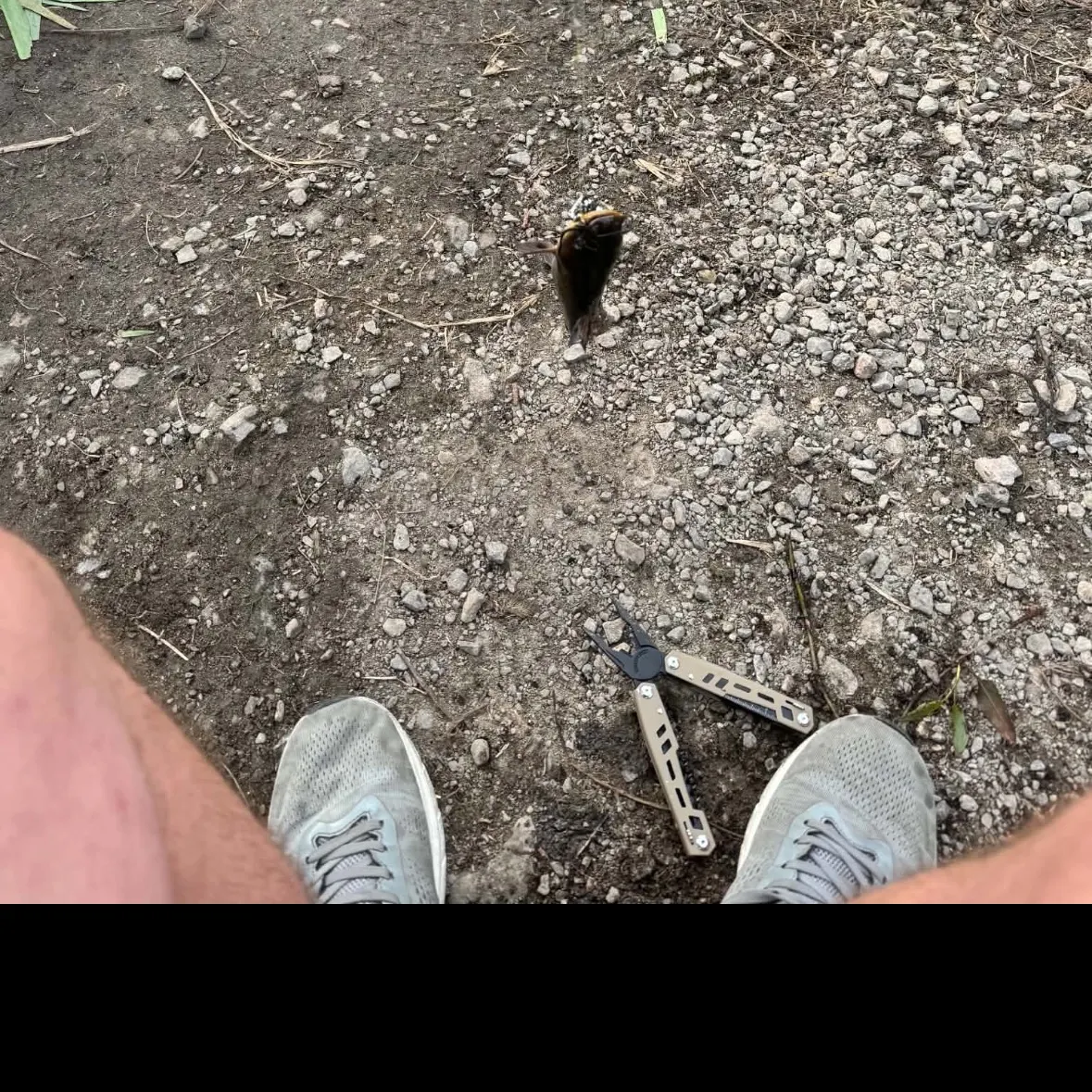 Black bullhead caught on Fishbrain