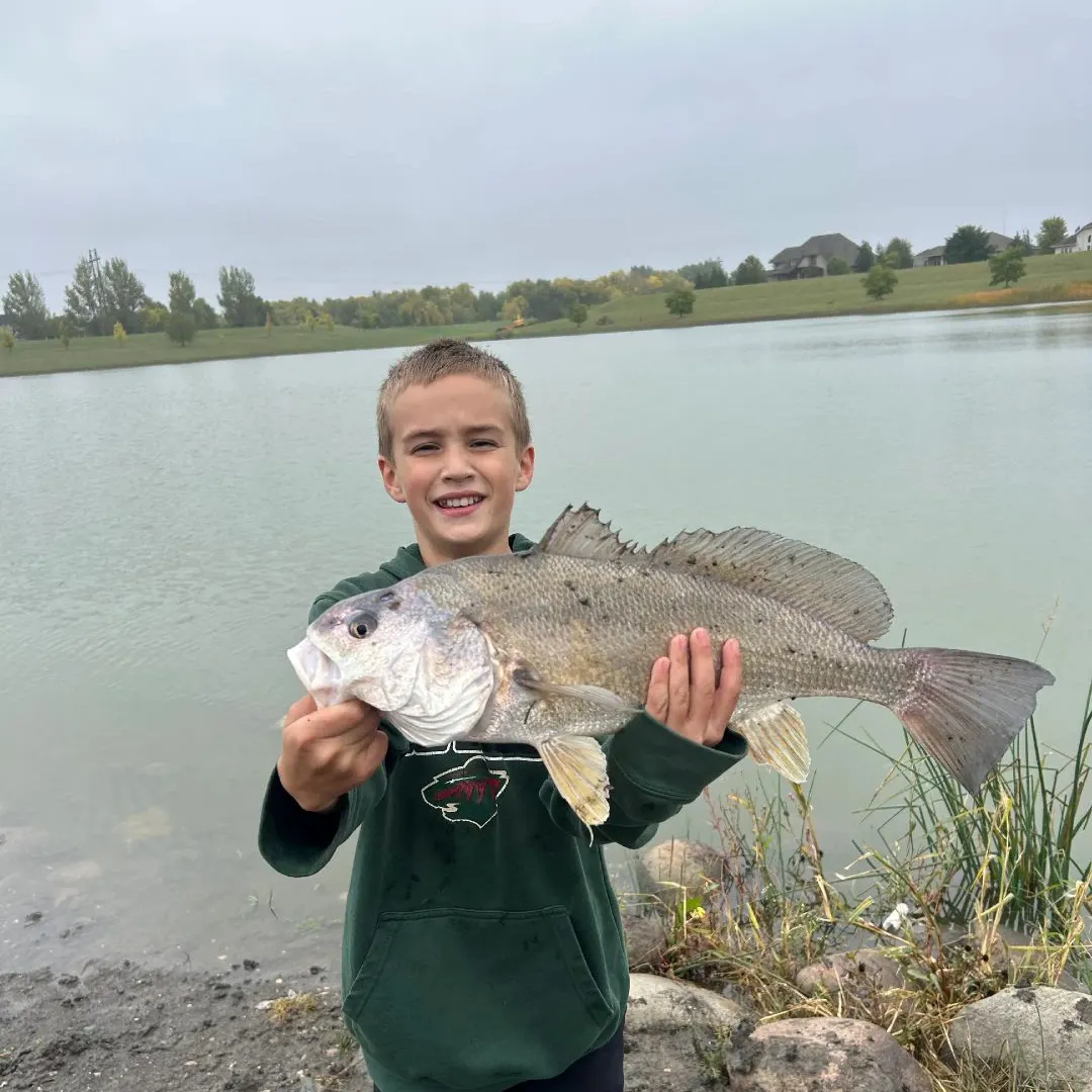 Freshwater drum caught on Fishbrain
