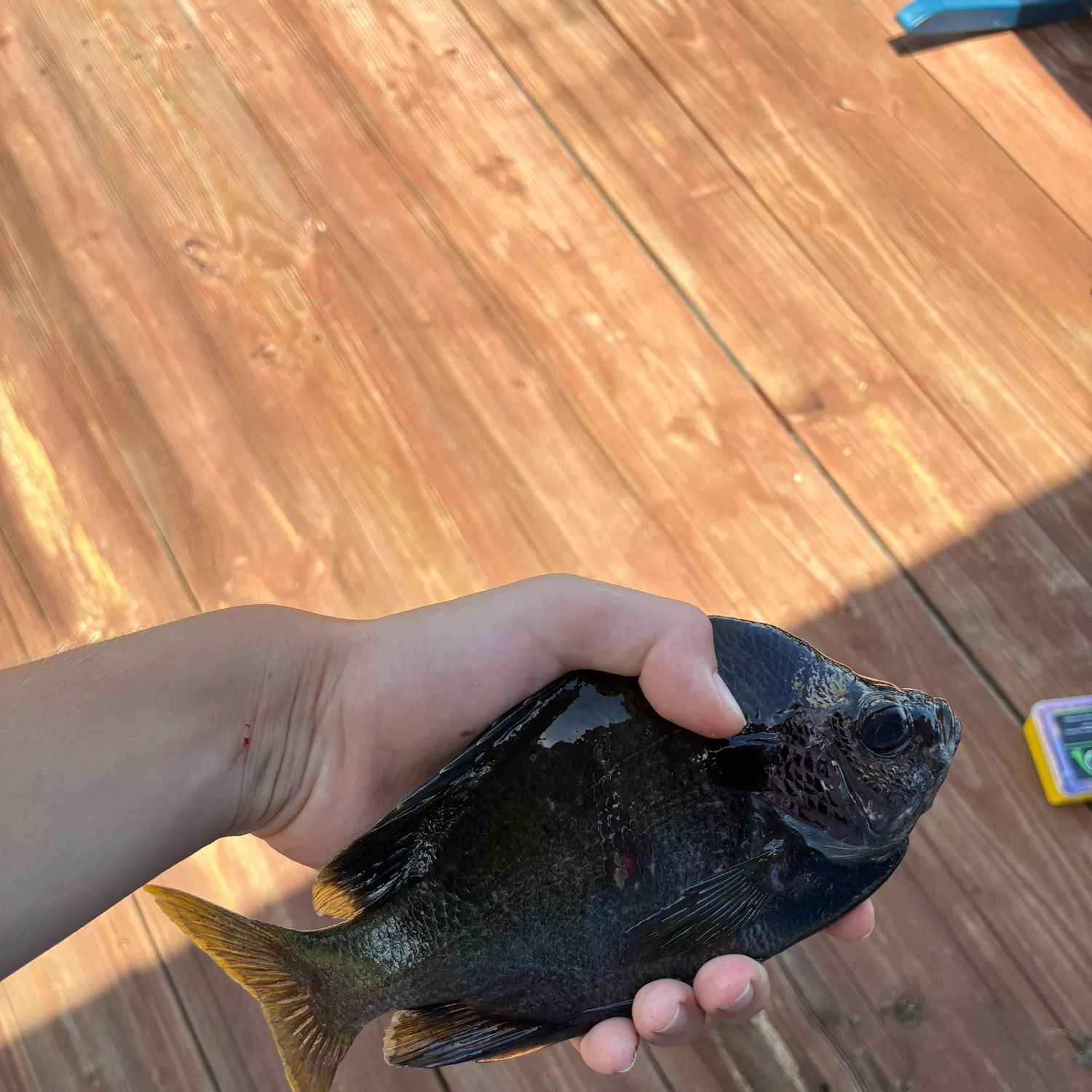 Greengill hybrid caught on Fishbrain