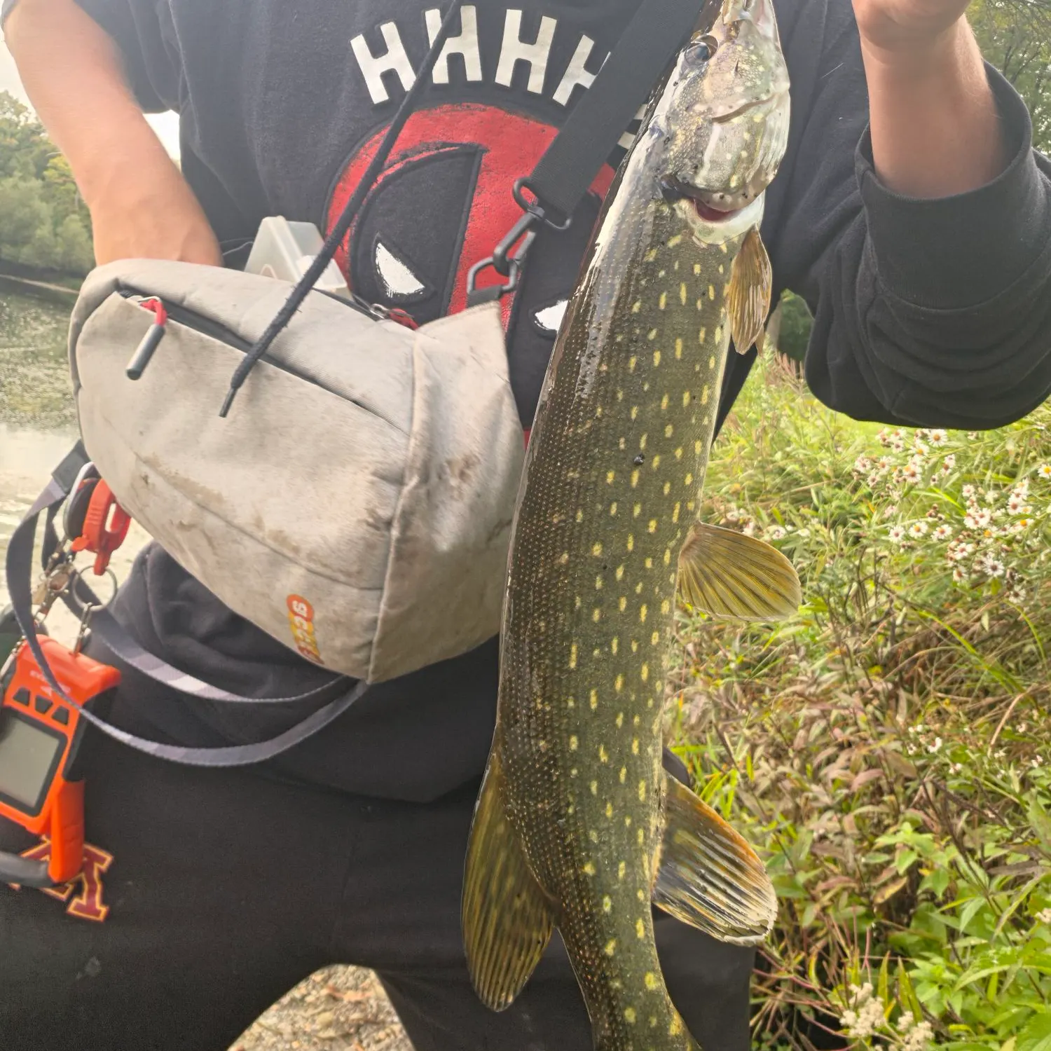 Northern pike caught on Fishbrain