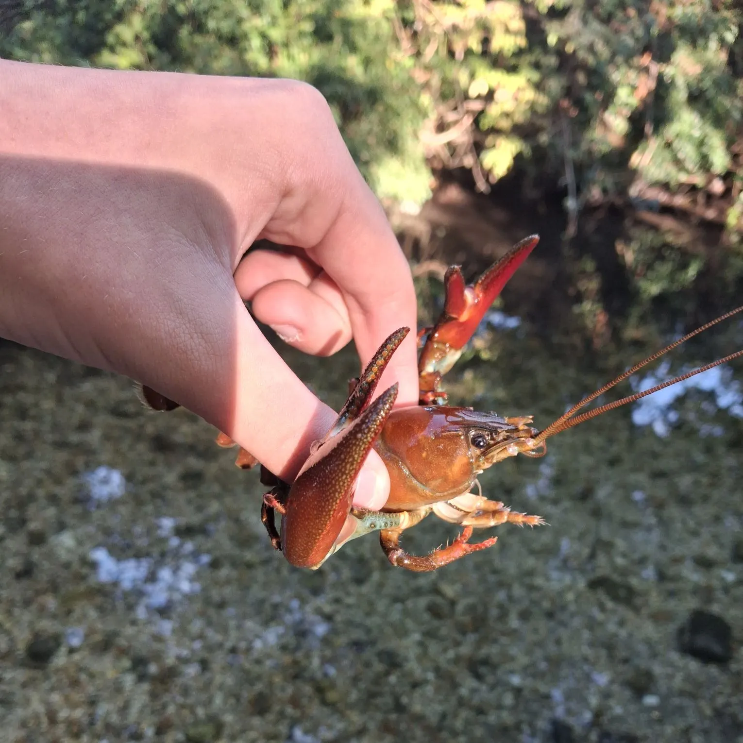 Signal crayfish caught on Fishbrain