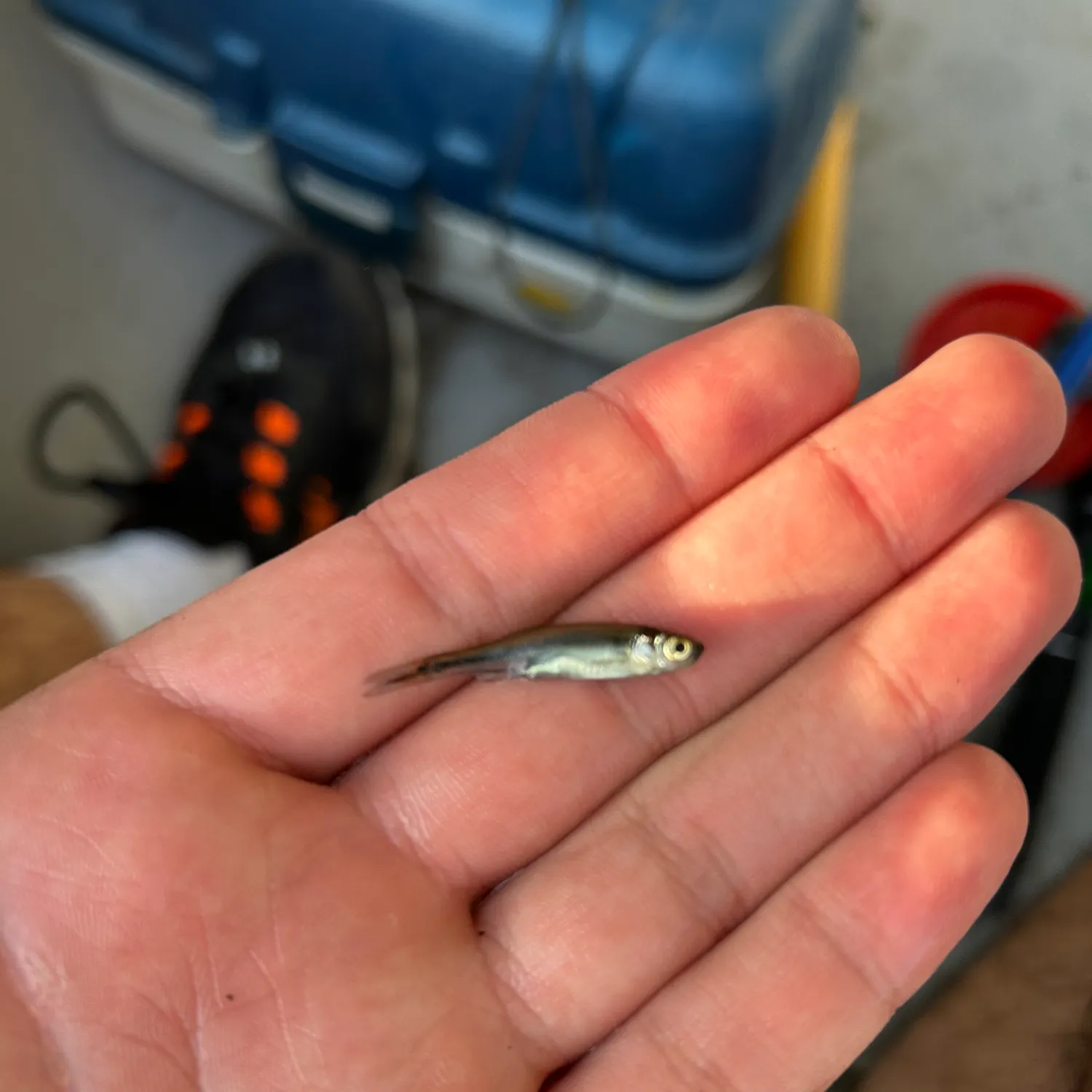 The most recent Bigeye shiner catches on Fishbrain