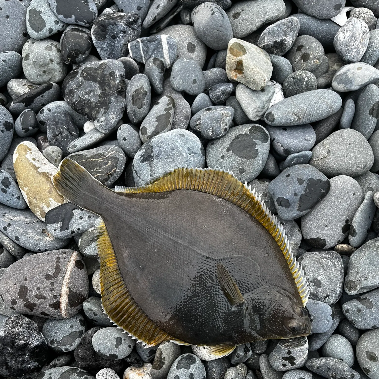 The most recent Roughscale sole catches on Fishbrain
