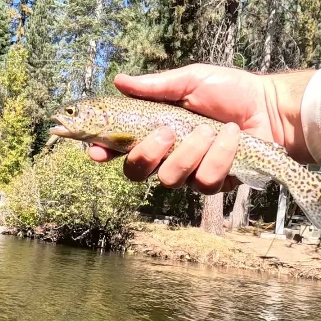 Rainbow trout caught on Fishbrain