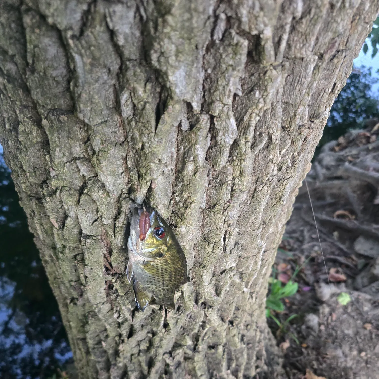 Rock bass caught on Fishbrain
