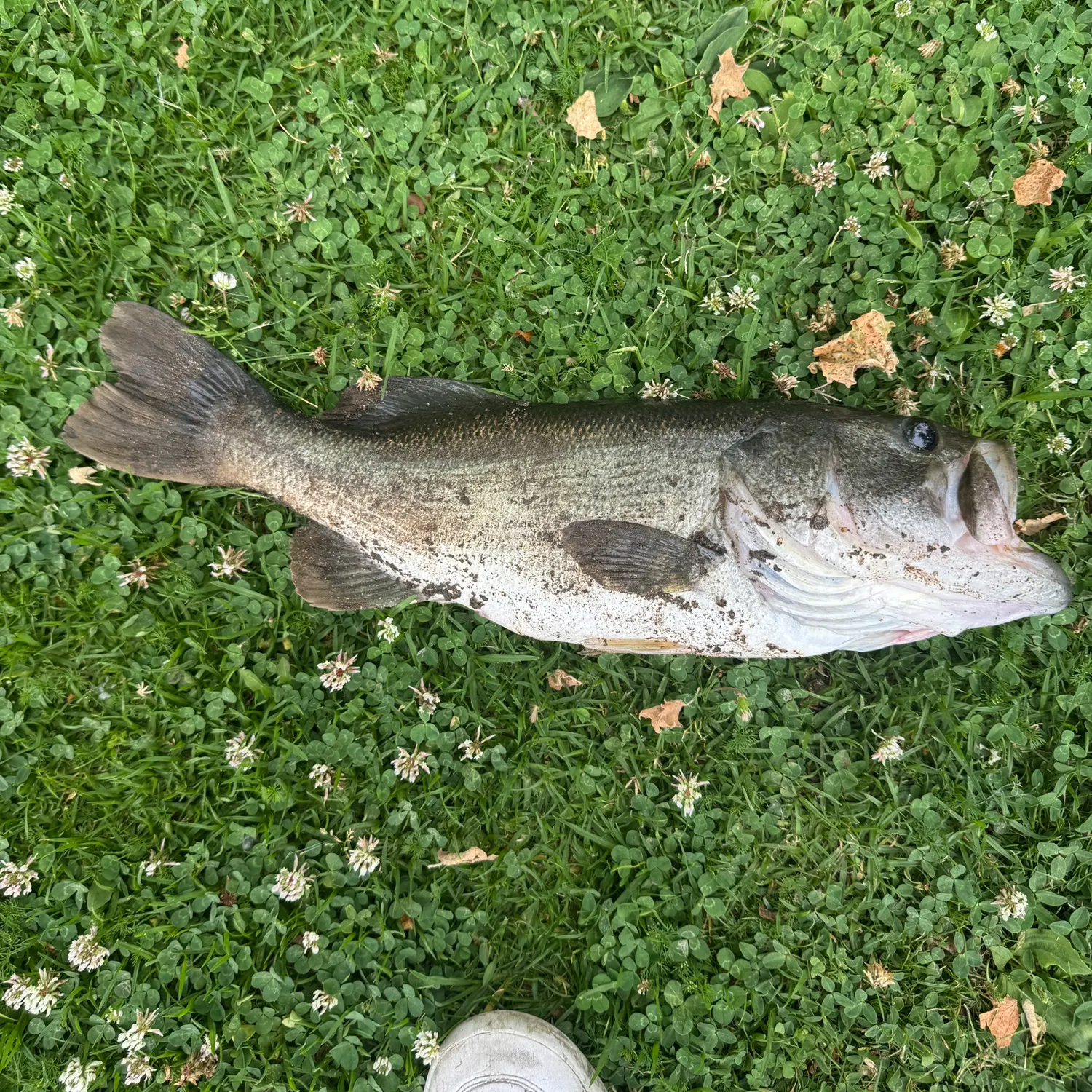 angler catch