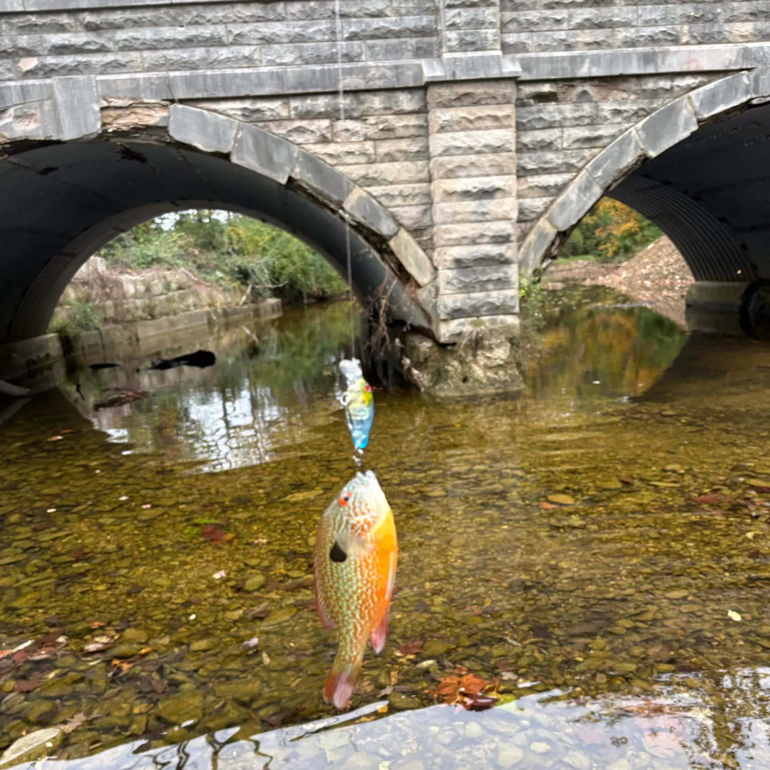 Longear sunfish caught on Fishbrain