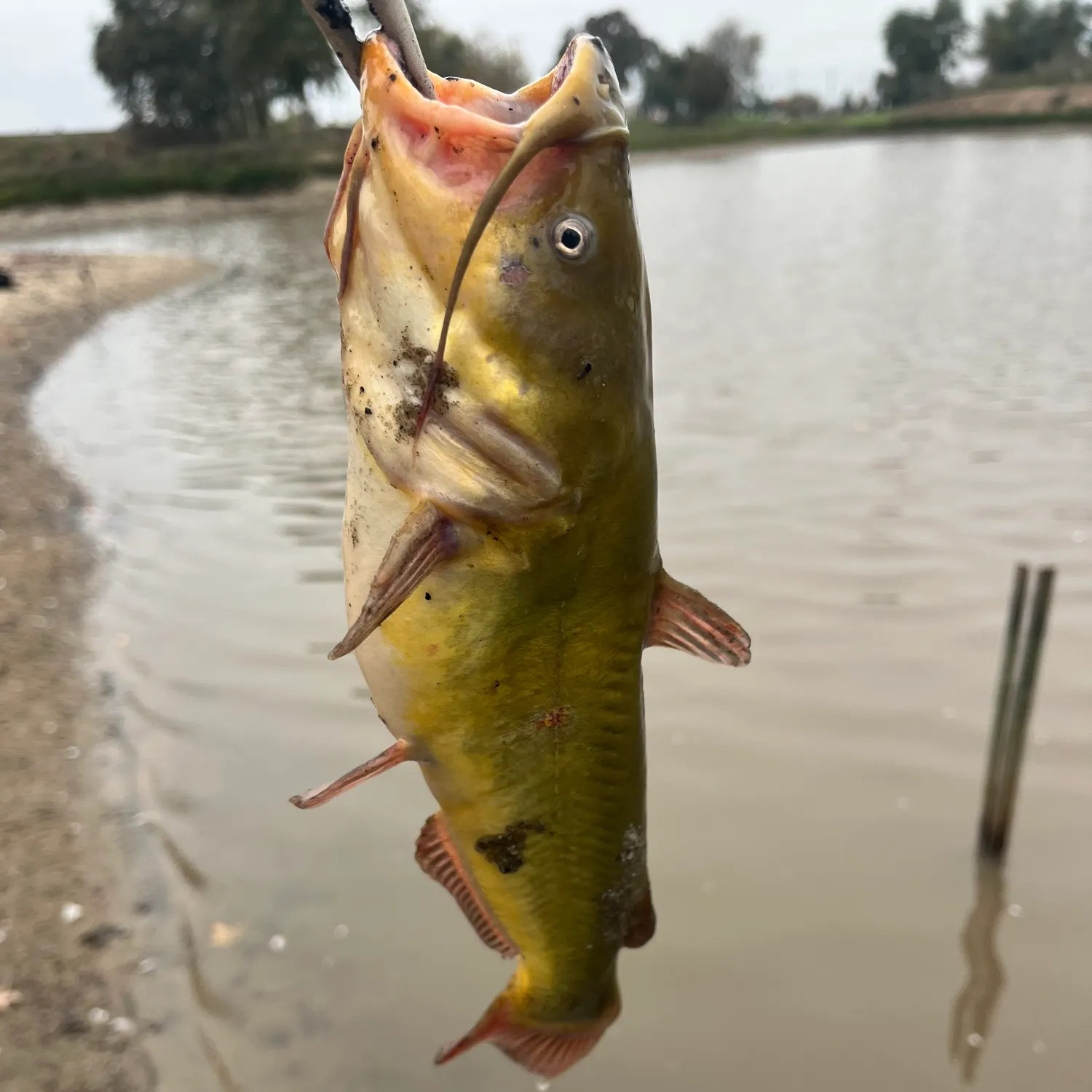 The most recent Redtail catfish catches on Fishbrain