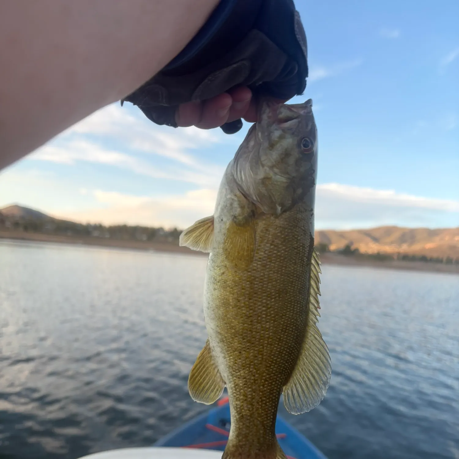 The most recent Smallmouth bass catches on Fishbrain