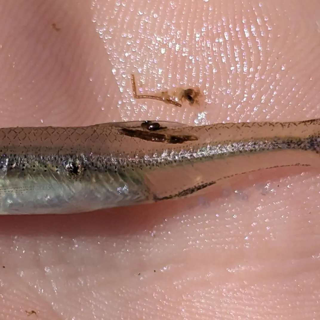 The most recent Mimic shiner catches on Fishbrain