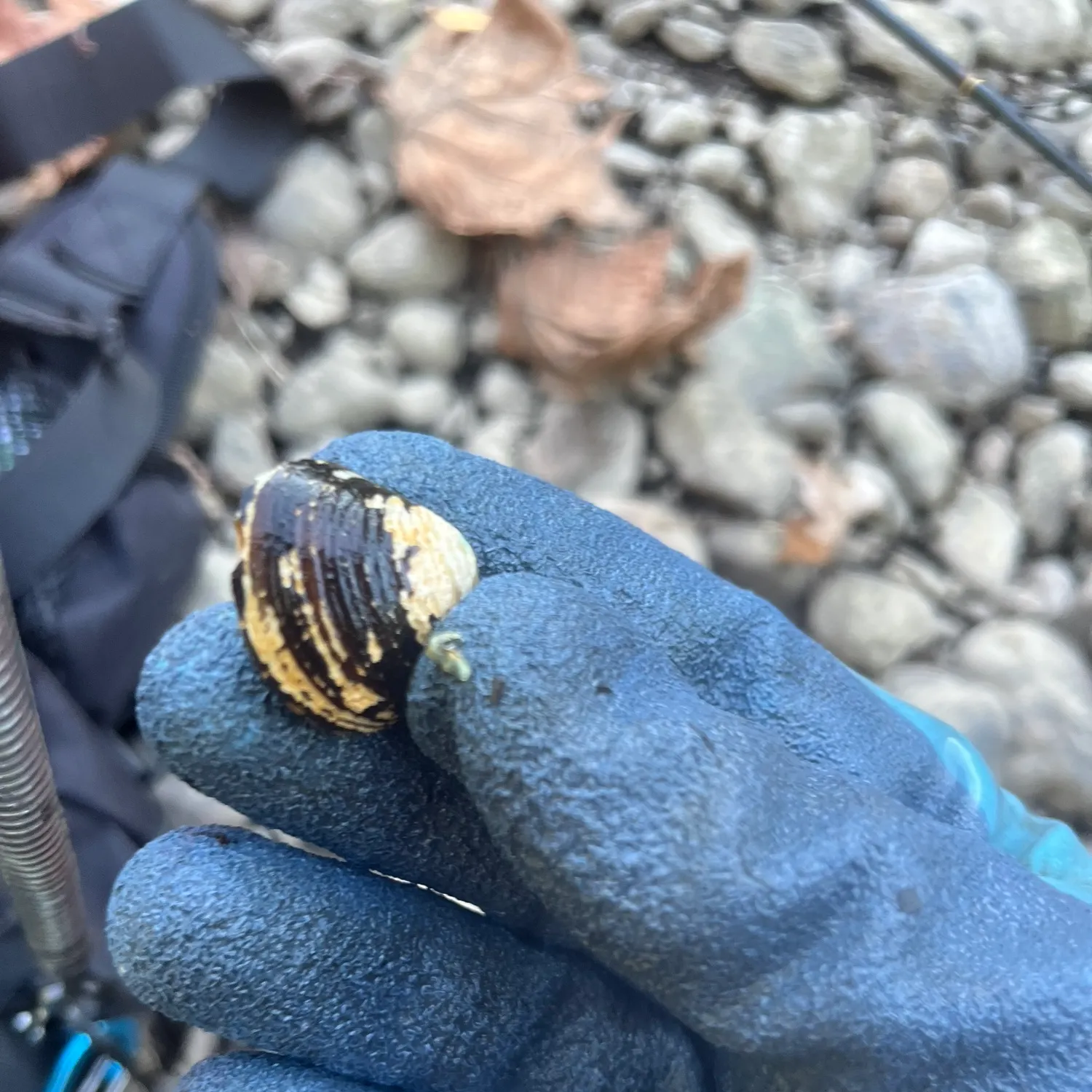 The most recent Giant floater catches on Fishbrain