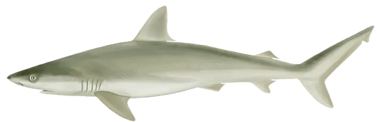 Blacknose shark