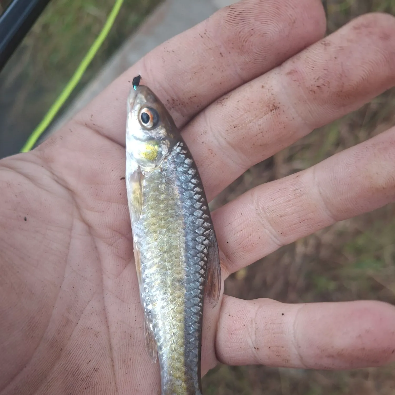 The most recent Straightfin barb catches on Fishbrain