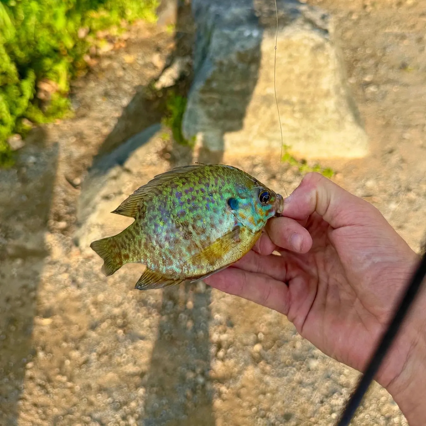 Pumpkinseed caught on Fishbrain