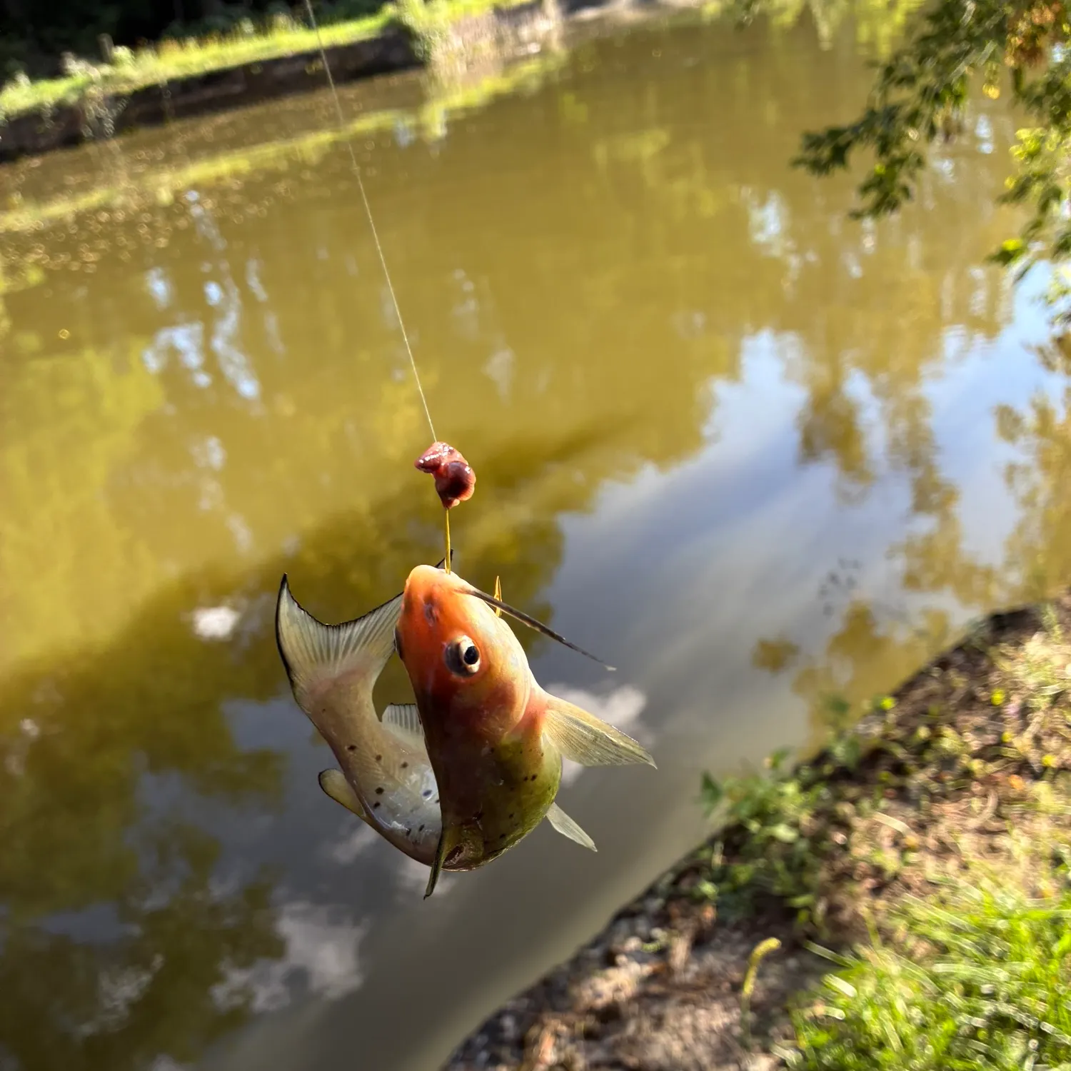 Channel catfish caught on Fishbrain