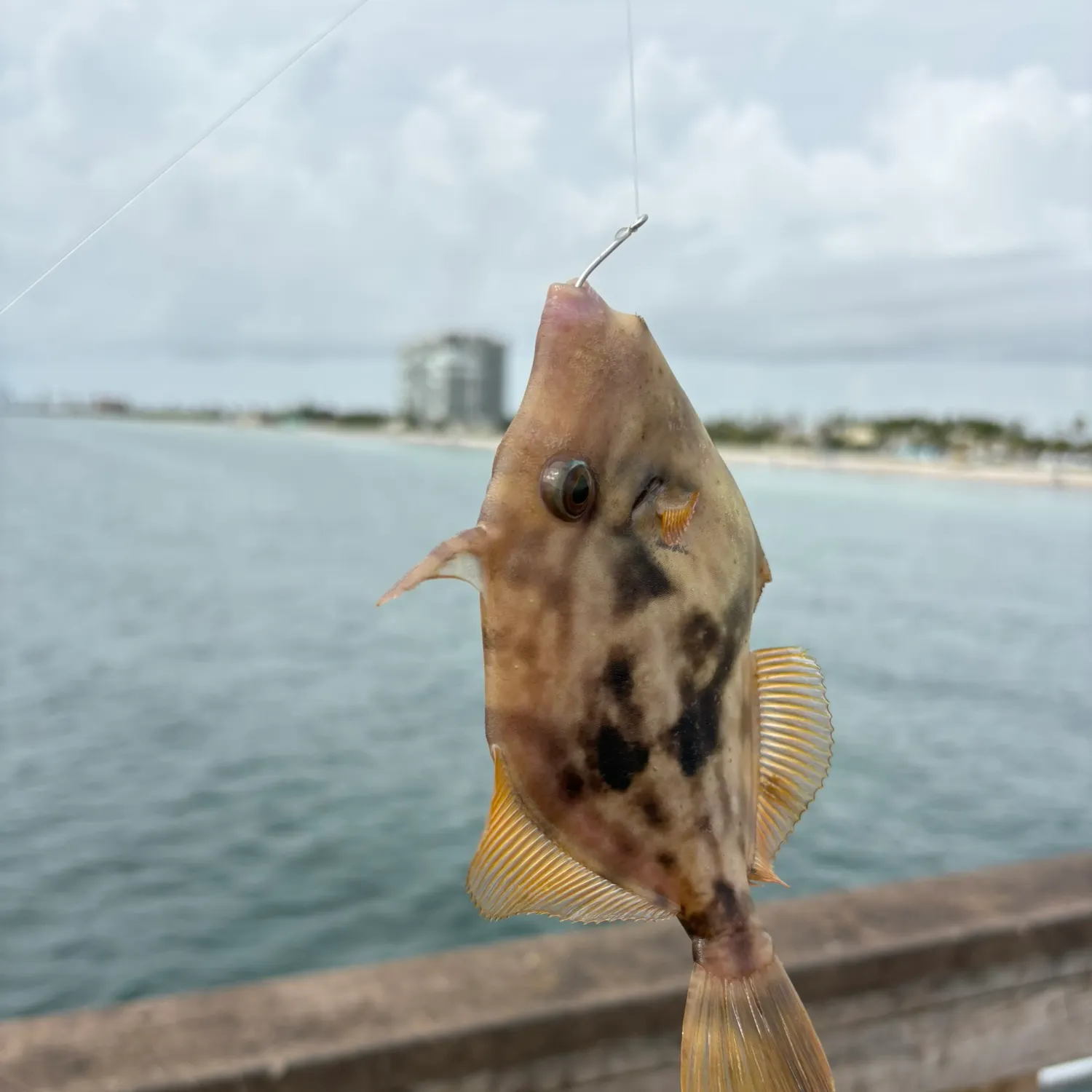 The most recent Planehead filefish catches on Fishbrain