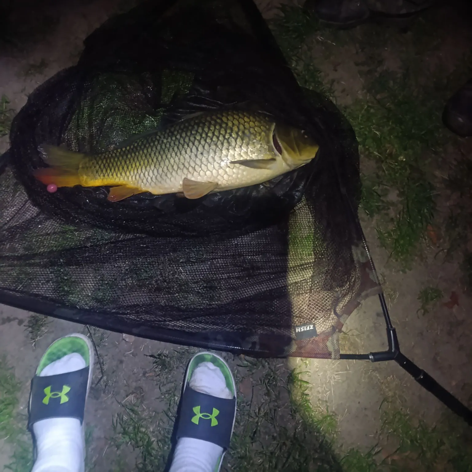 Common carp caught on Fishbrain