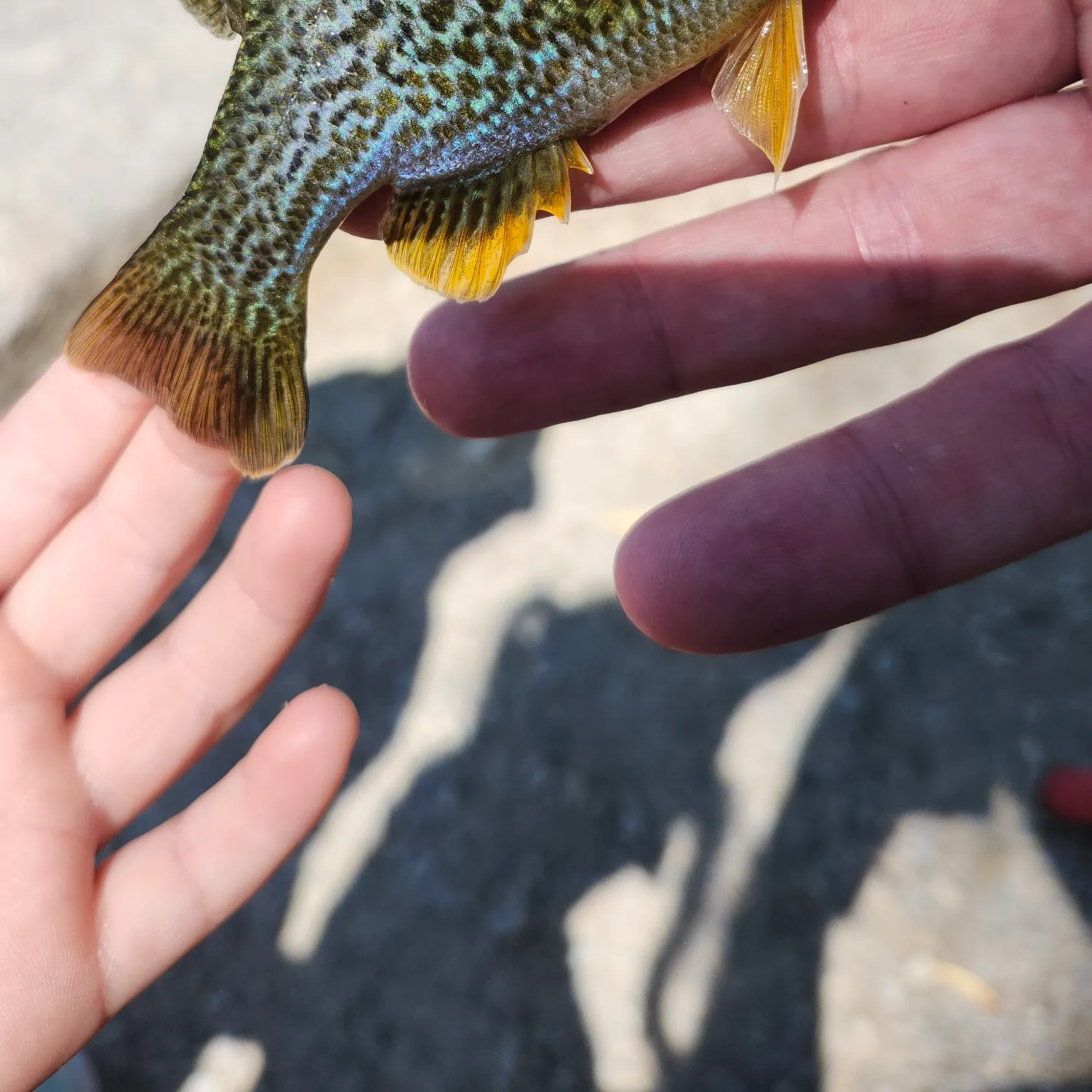 The most recent Pumpkinseed x green sunfish catches on Fishbrain