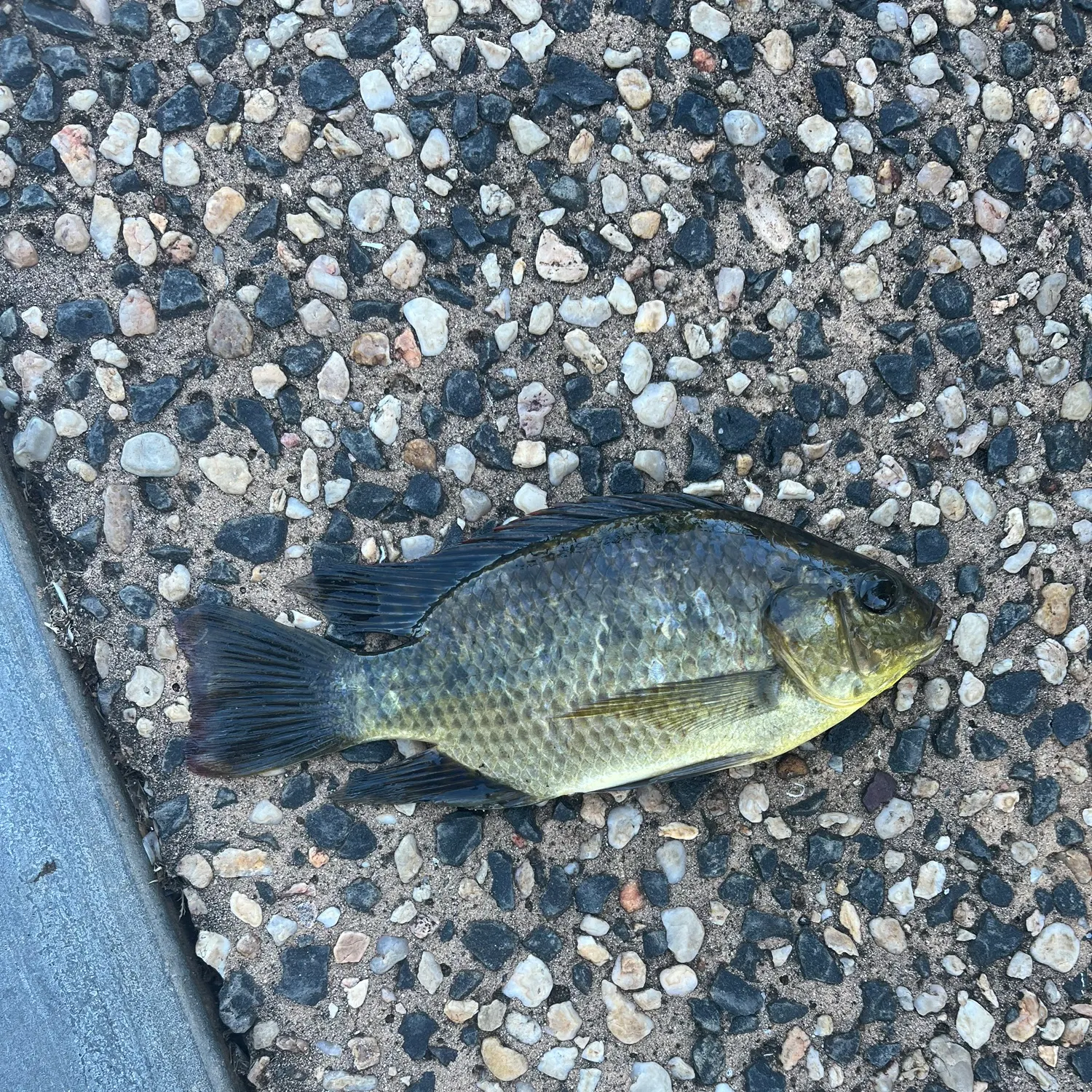 The most recent Mozambique tilapia catches on Fishbrain