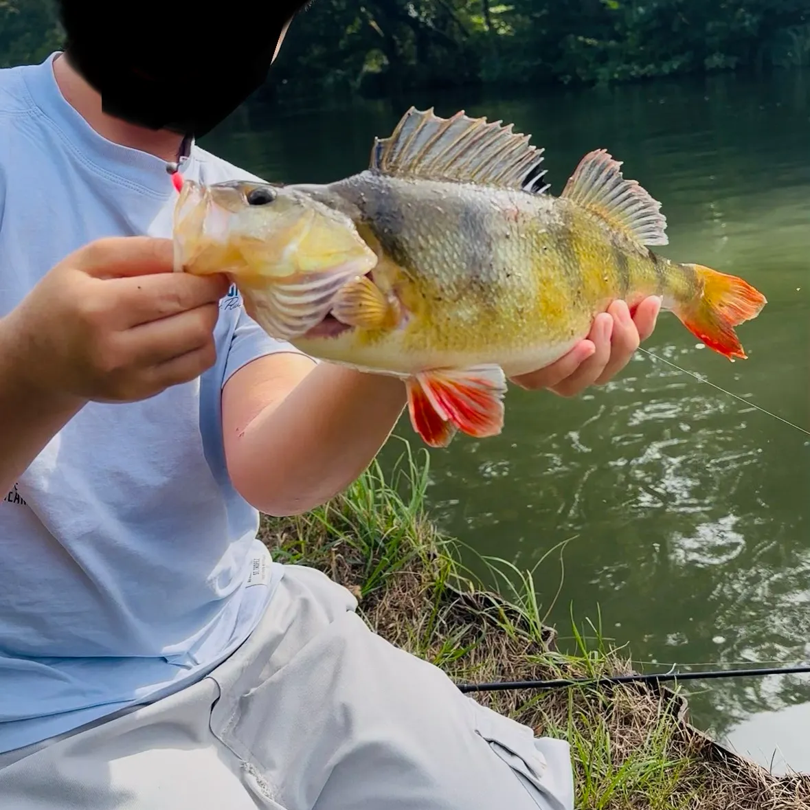 European perch caught on Fishbrain