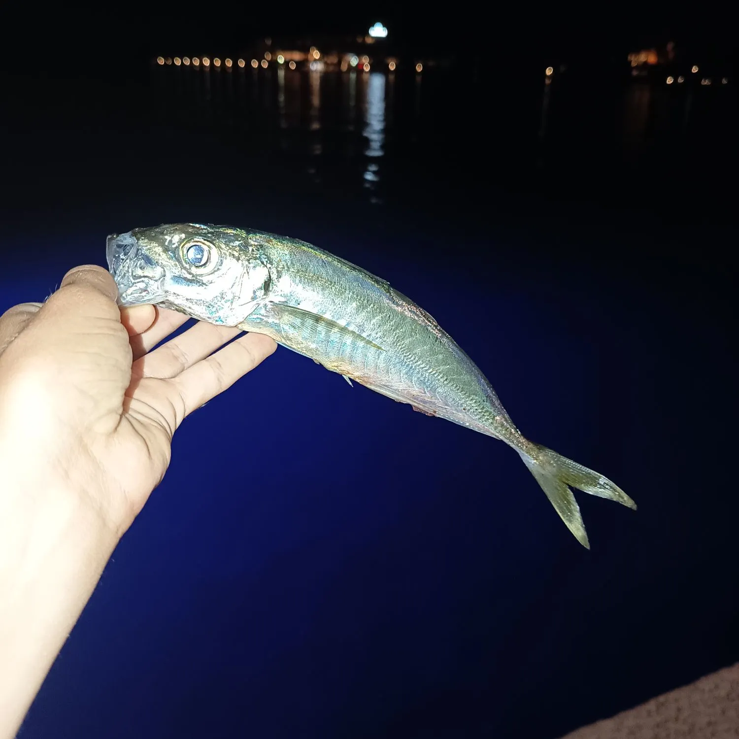 The most recent Mediterranean horse mackerel catches on Fishbrain