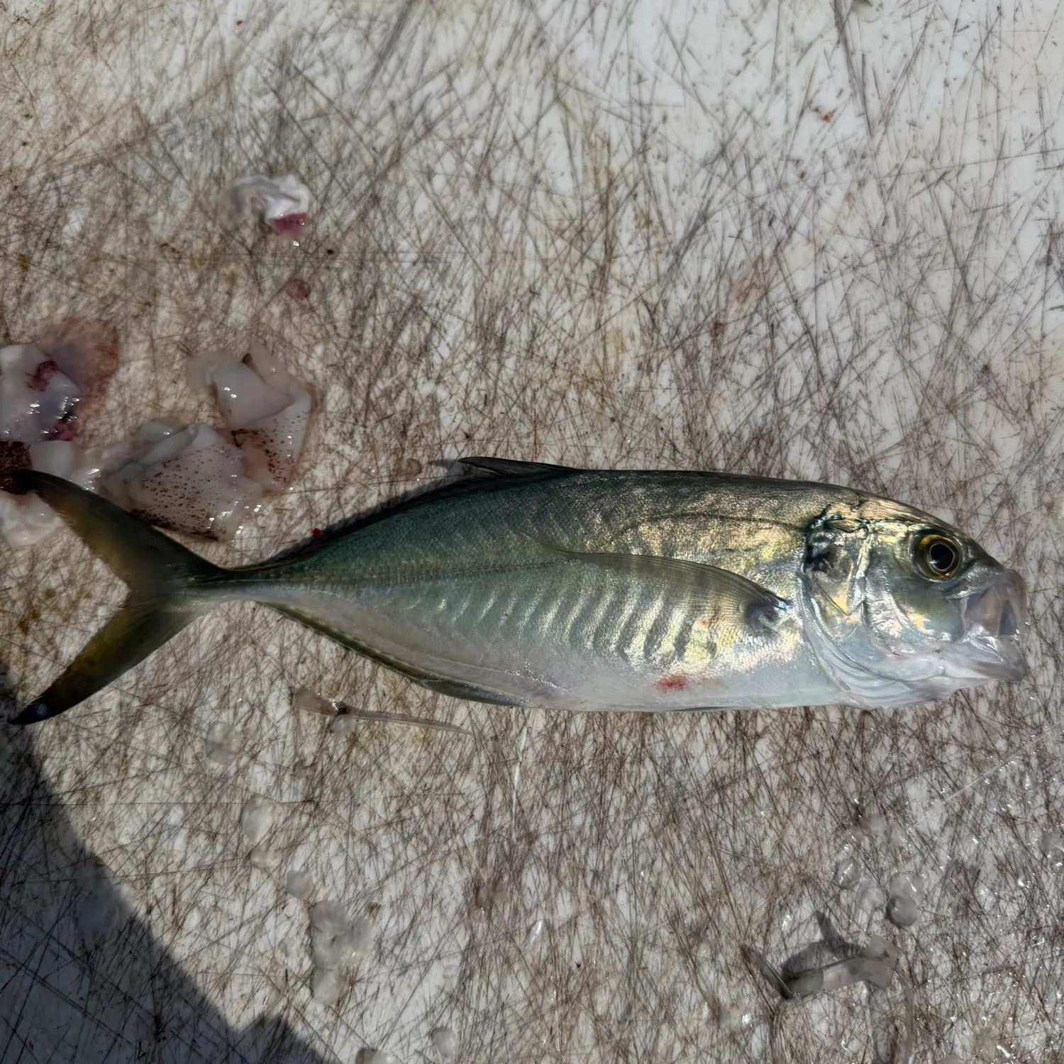The most recent Blue runner catches on Fishbrain