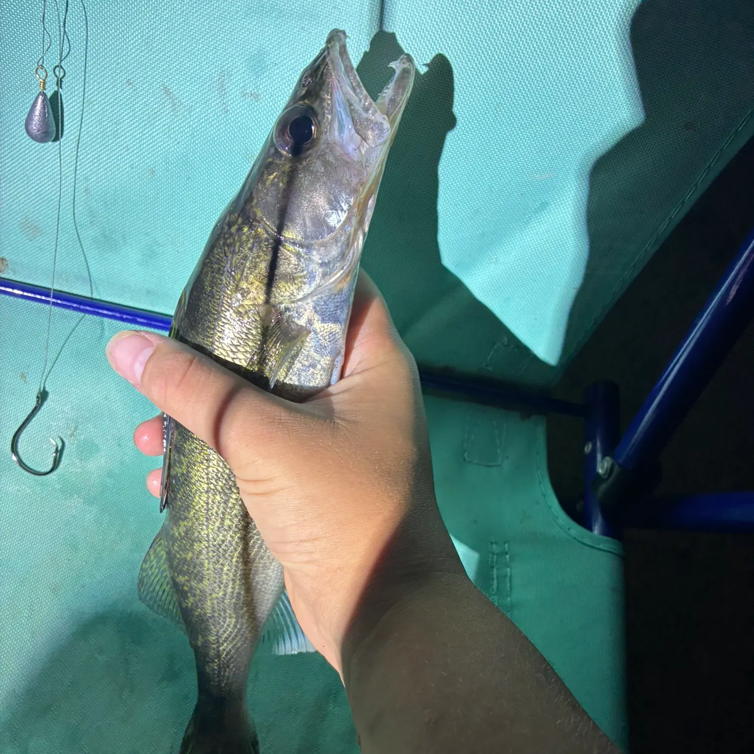 Saugeye caught on Fishbrain