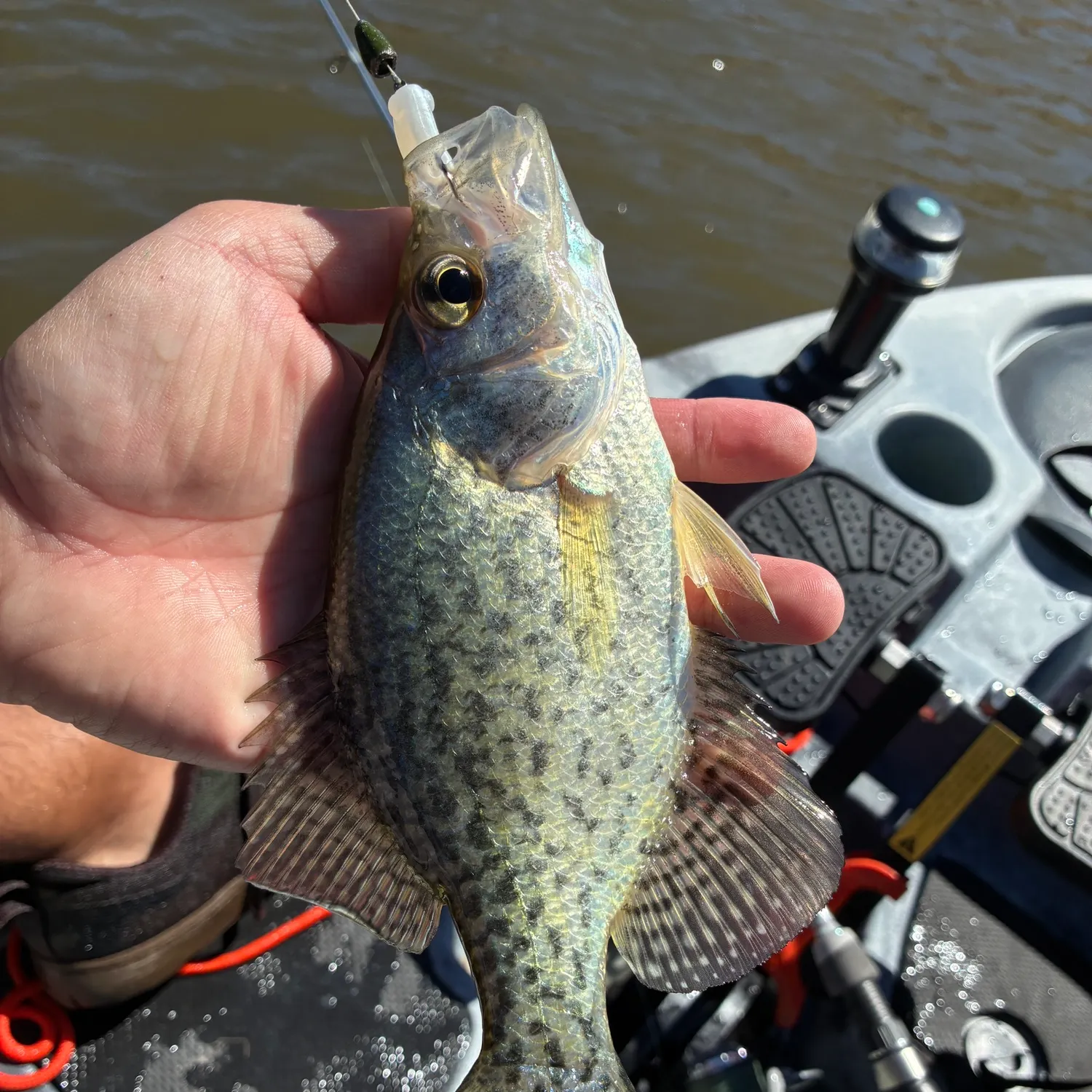 Black crappie caught on Fishbrain