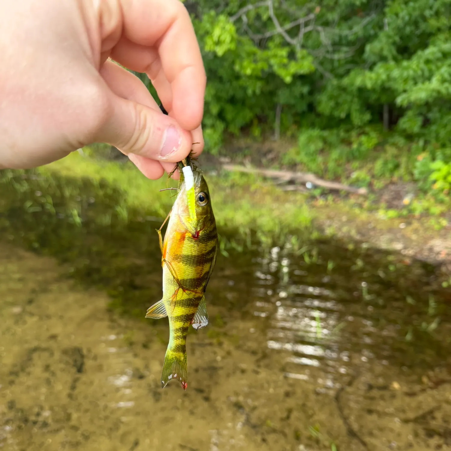 Yellow perch caught on Fishbrain