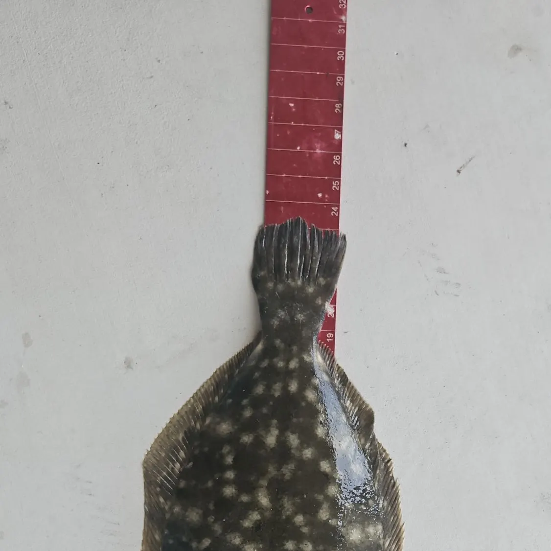 The most recent Southern flounder catches on Fishbrain