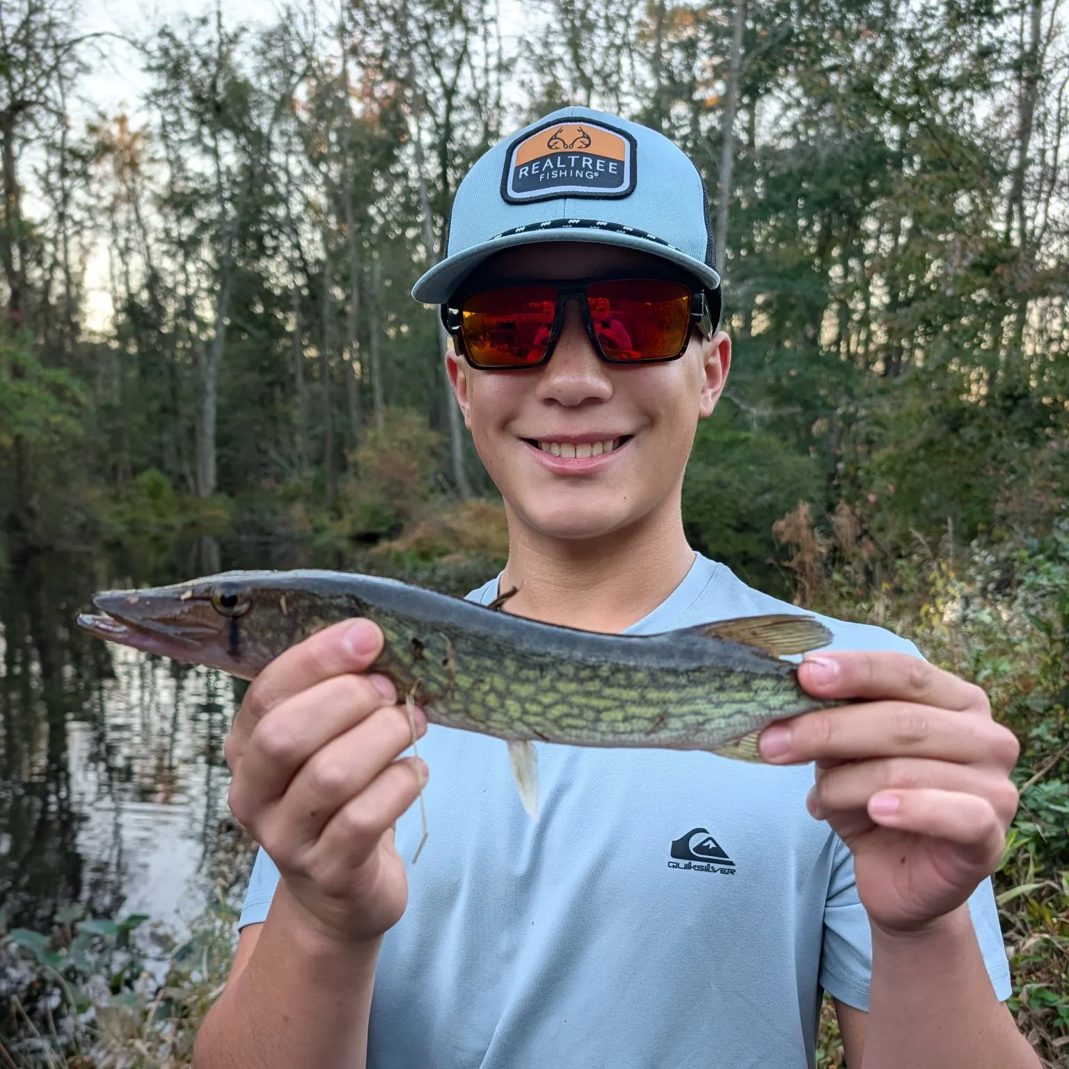 Chain pickerel caught on Fishbrain