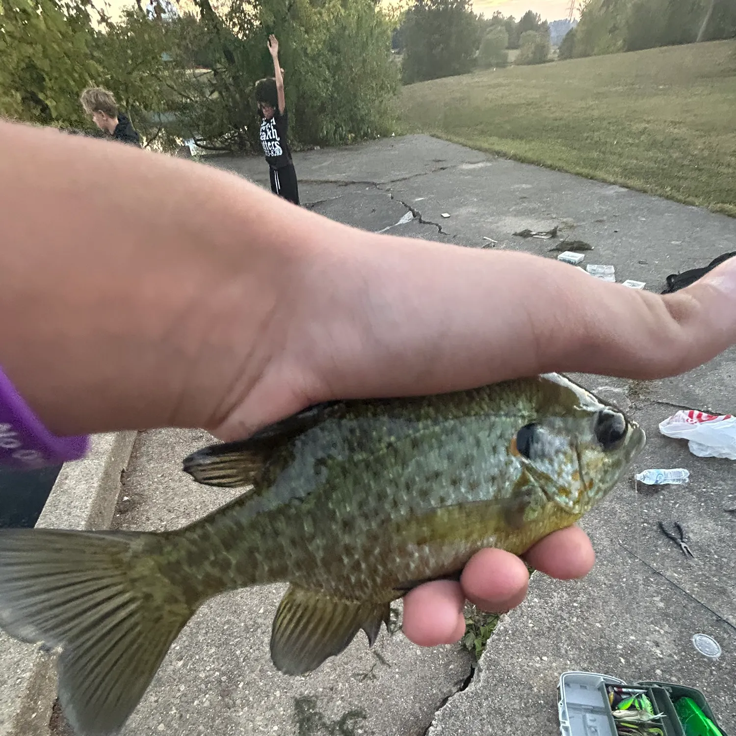 Bluegill caught on Fishbrain